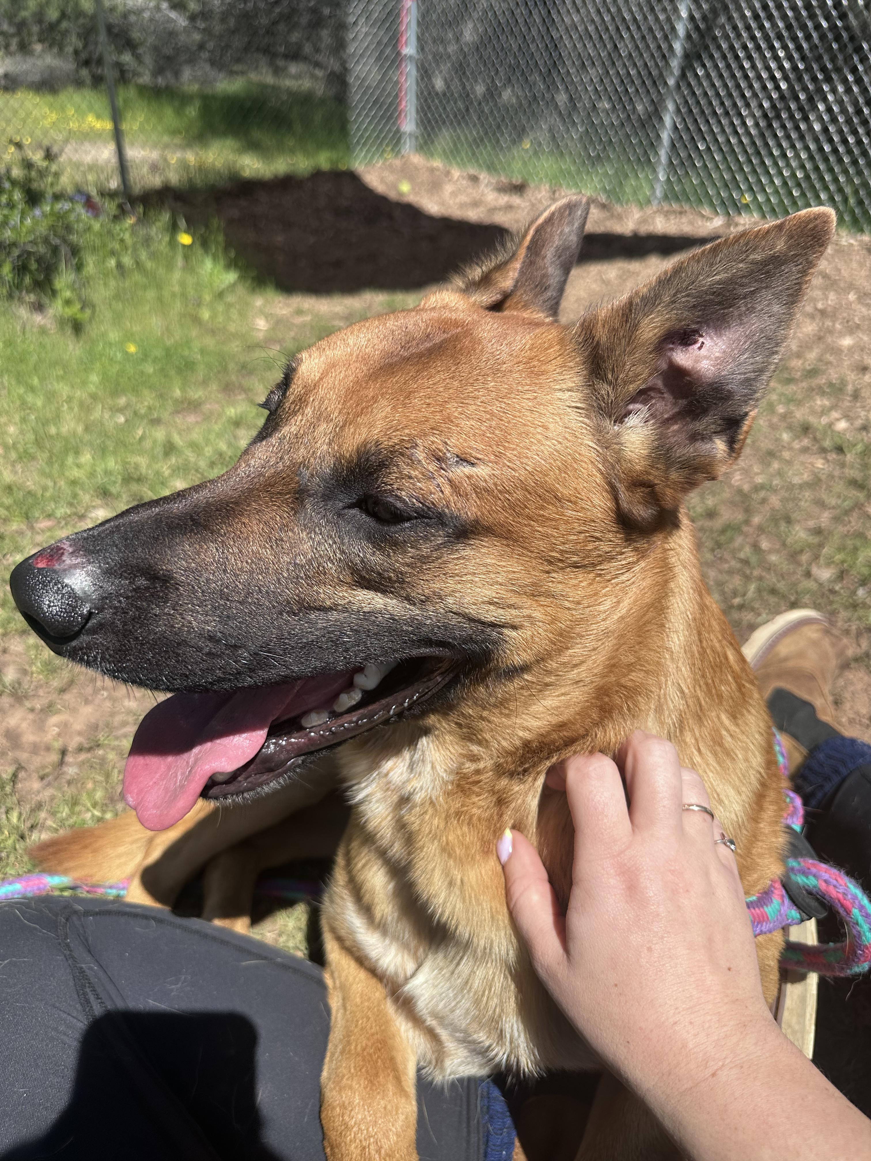 Enlarge The Dude, a ADOPTABLE mixed breed in Grass Valley, CA image 4/6