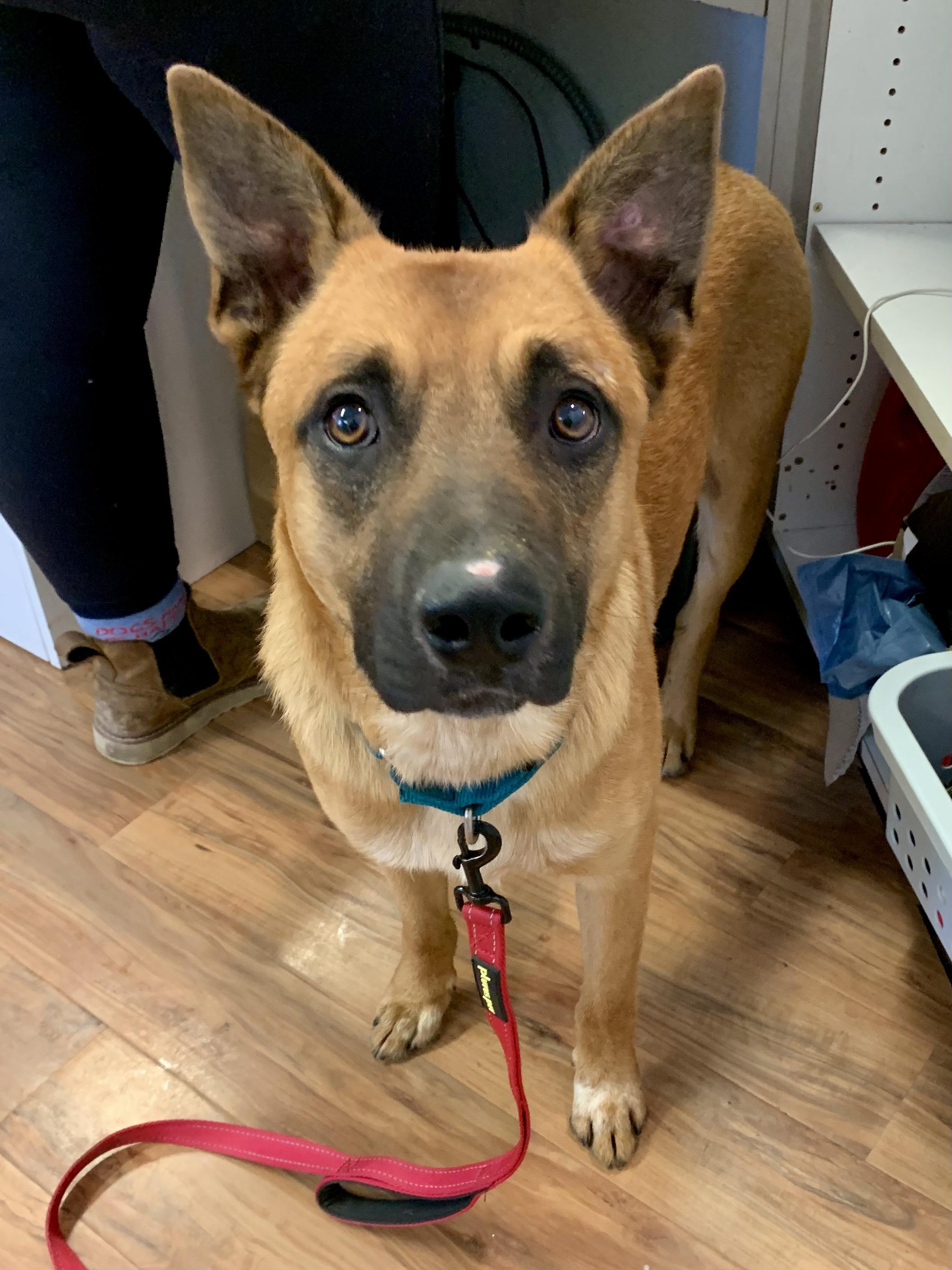 Enlarge The Dude, a ADOPTABLE mixed breed in Grass Valley, CA image 2/6
