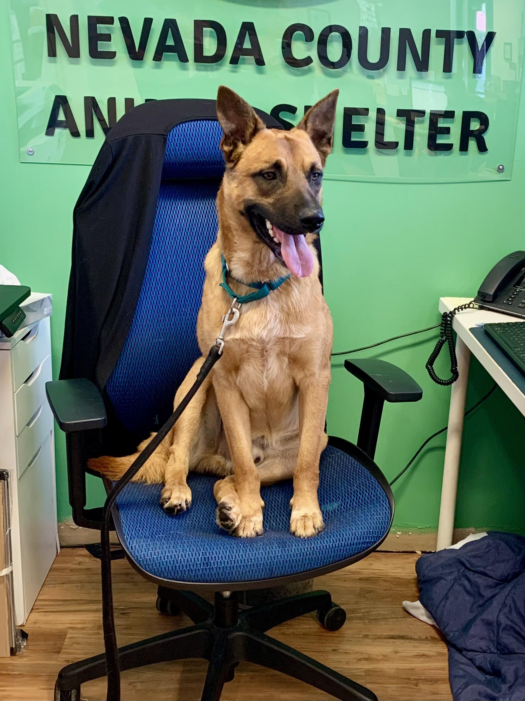 Enlarge The Dude, a ADOPTABLE mixed breed in Grass Valley, CA image 6/6