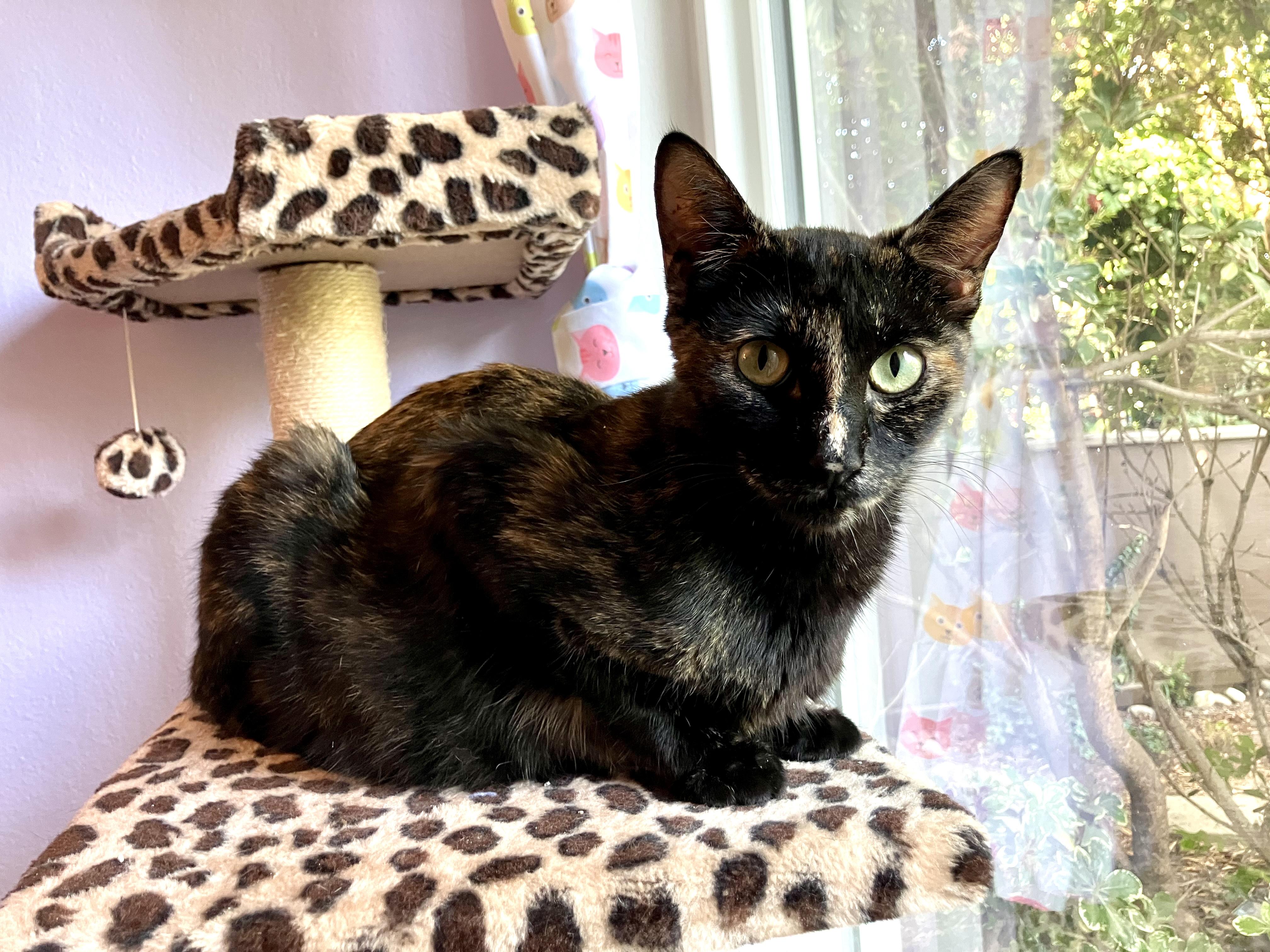 Cindy Walsh, an adopted Tortoiseshell in San Juan Capistrano, CA image 3/4