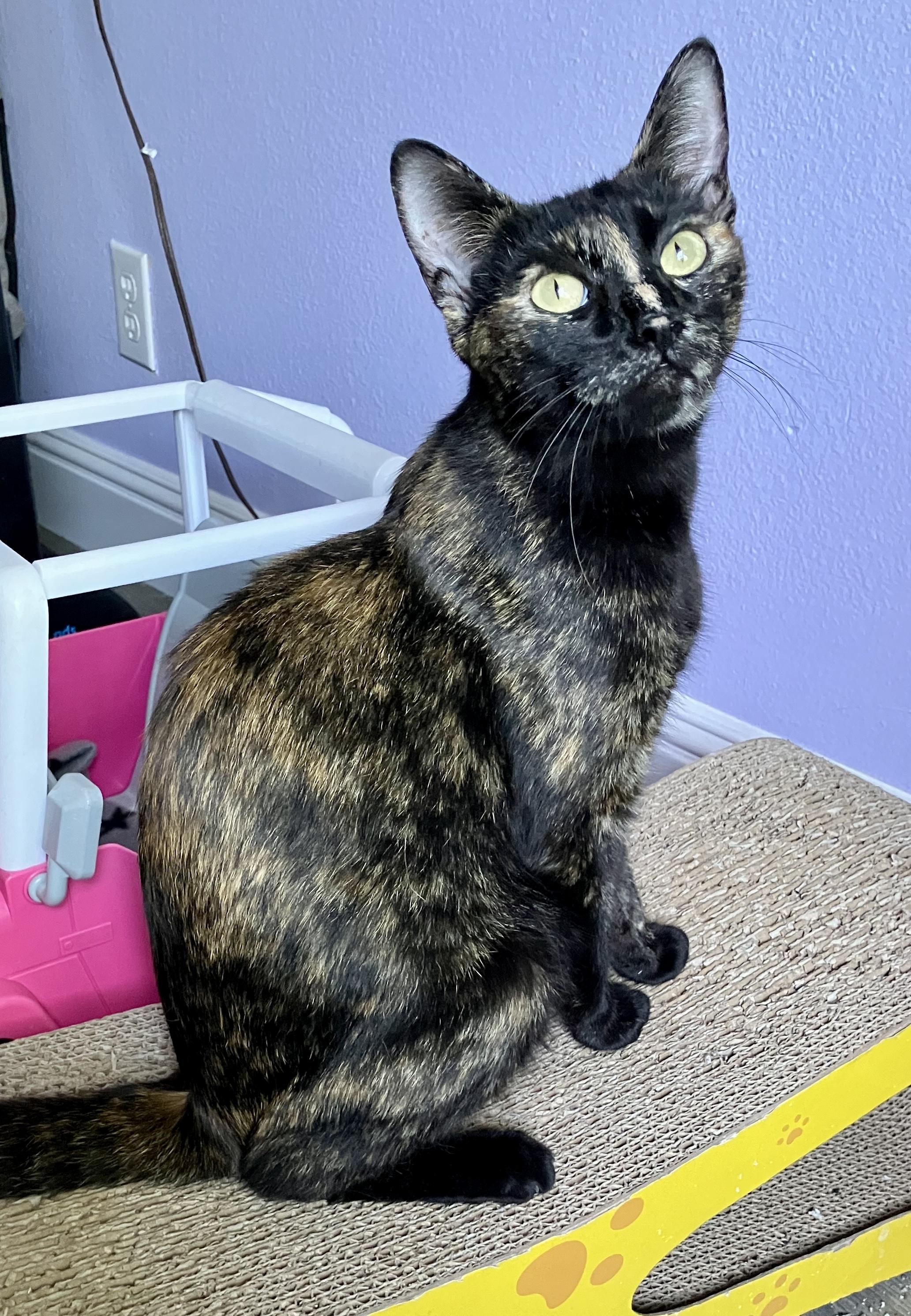 Cindy Walsh, an adopted Tortoiseshell in San Juan Capistrano, CA image 4/4