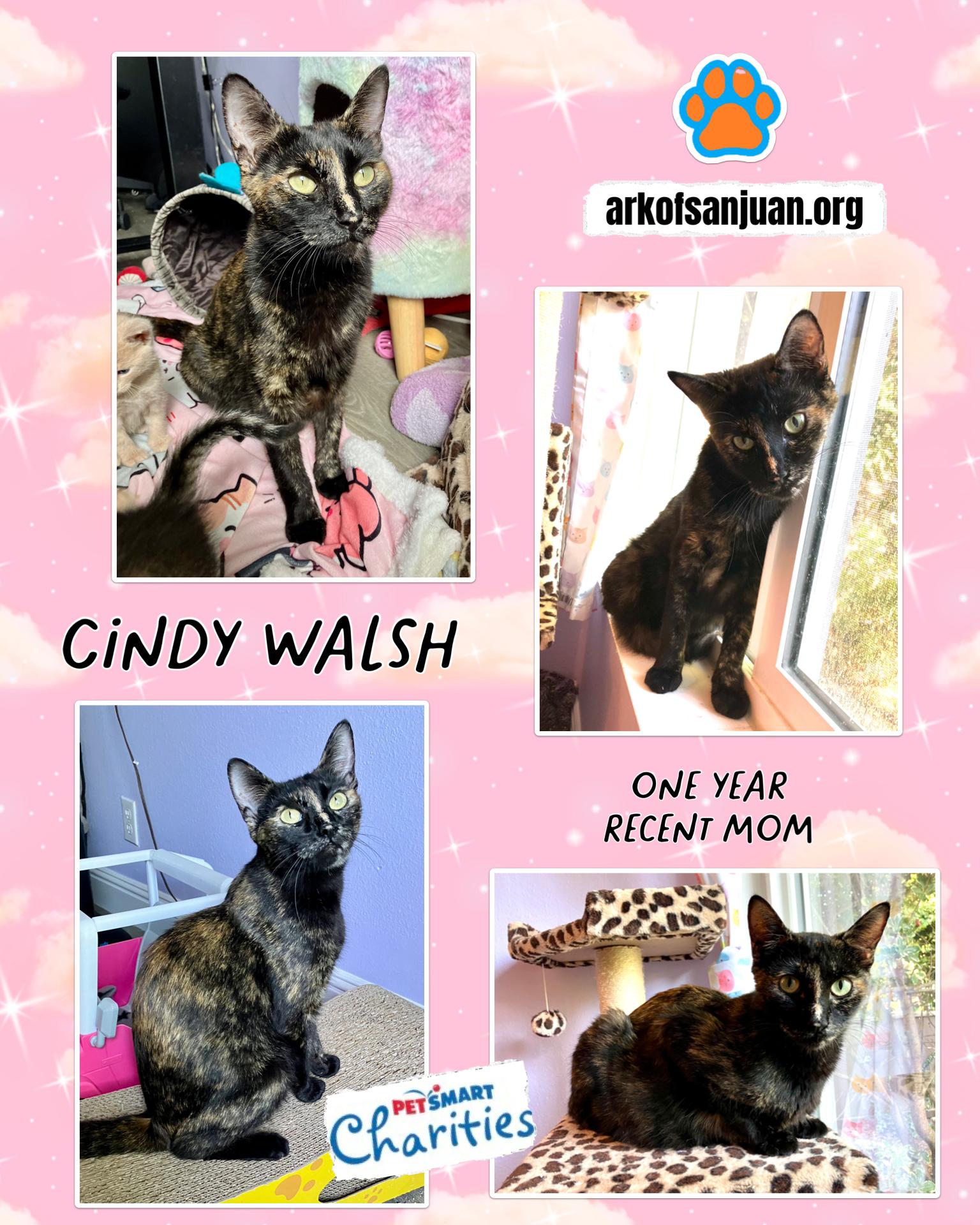 Cindy Walsh, adopted, Adult Female Tortoiseshell.