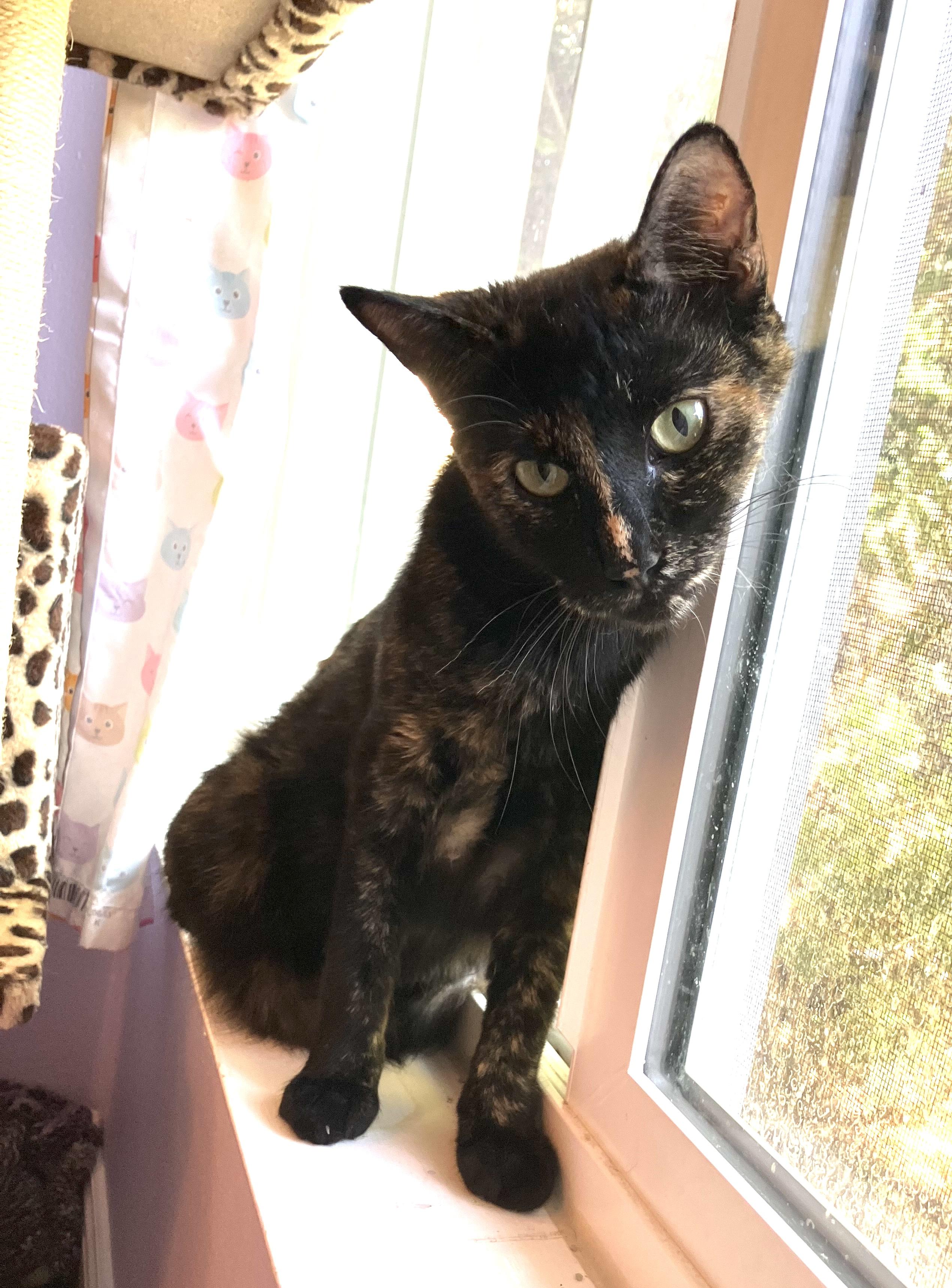Cindy Walsh, an adopted Tortoiseshell in San Juan Capistrano, CA image 2/4