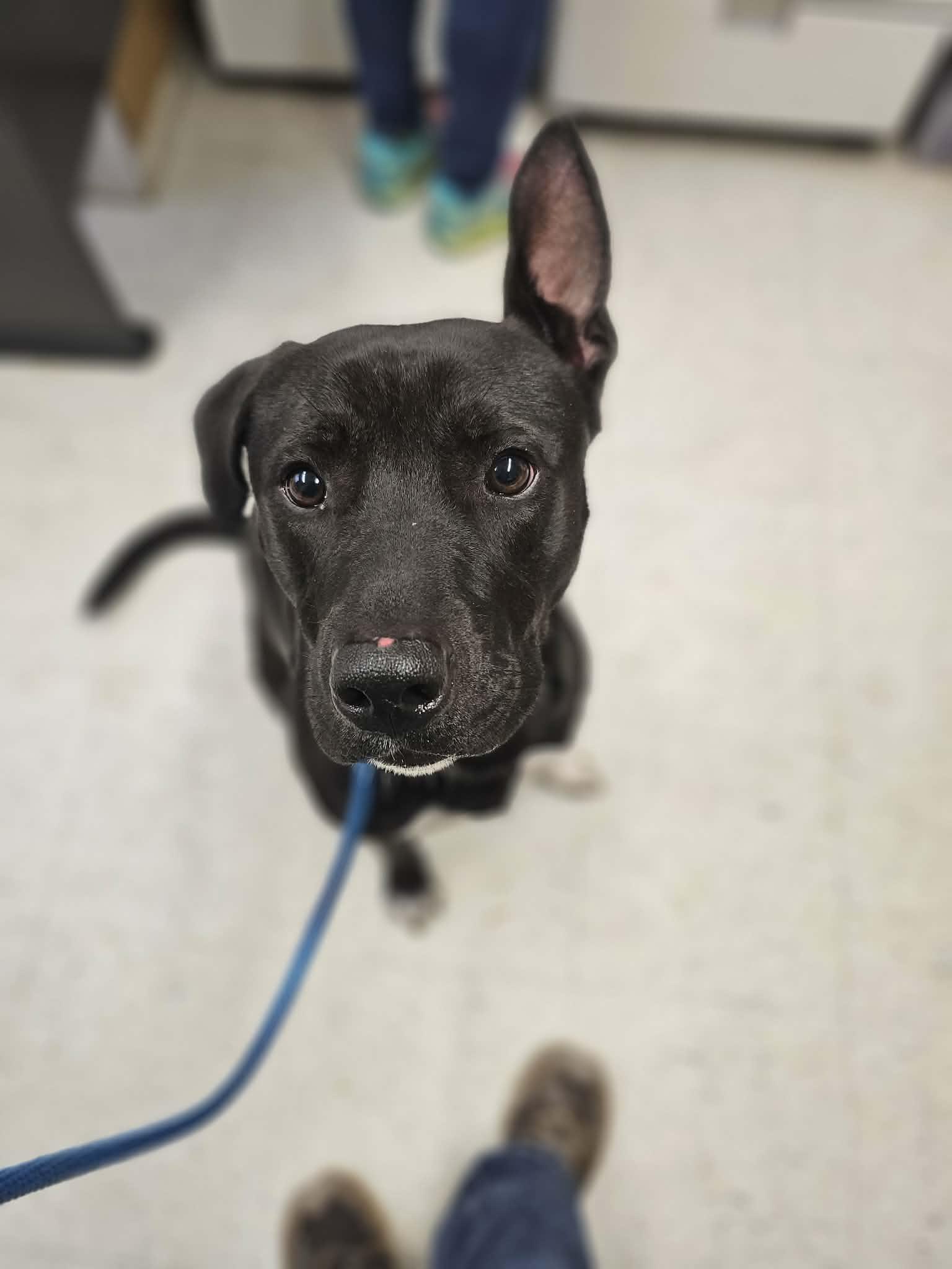 Spork, a ADOPTABLE mixed breed in Grants Pass, OR image 2/3