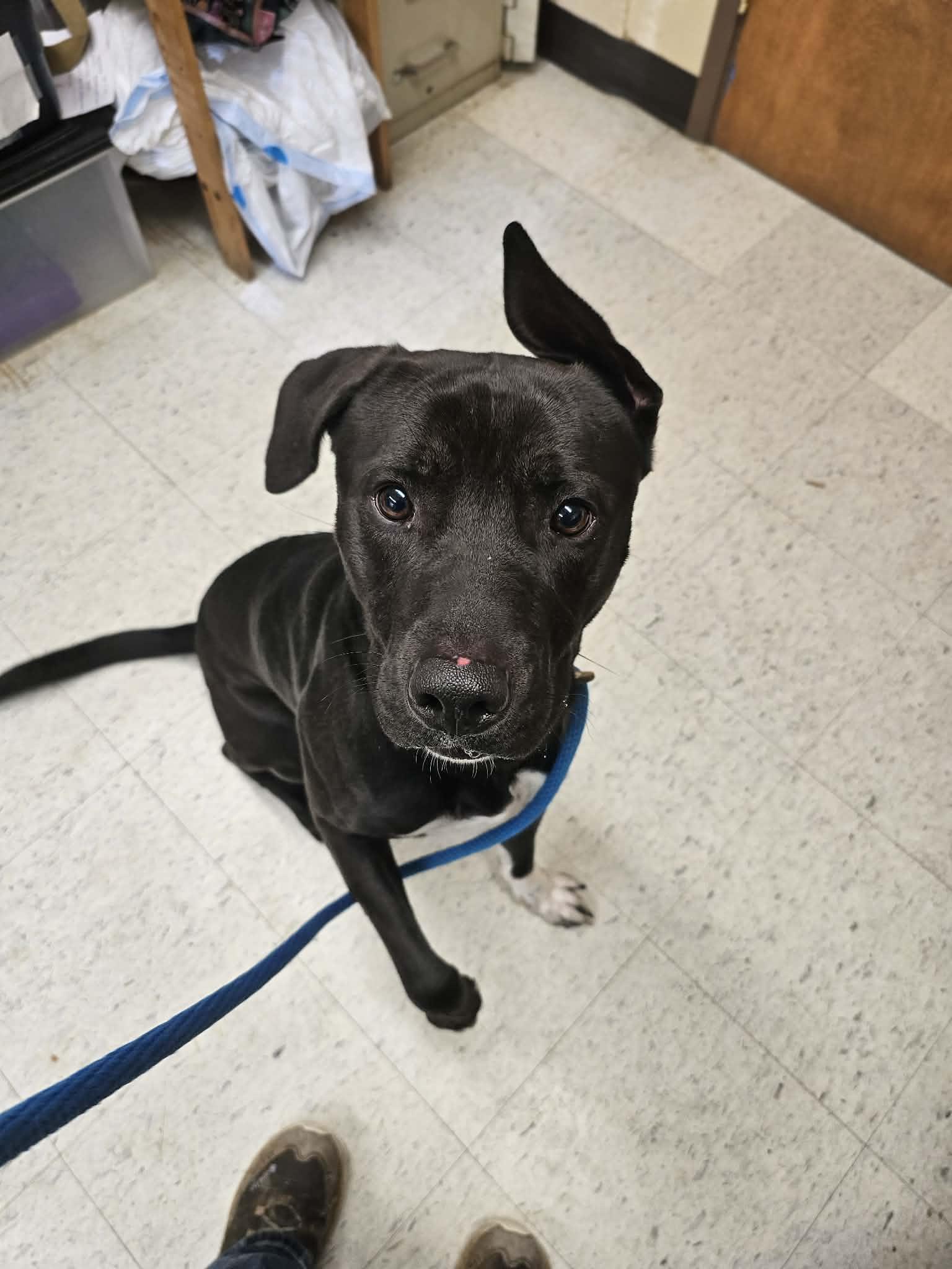 Spork, a ADOPTABLE mixed breed in Grants Pass, OR image 3/3