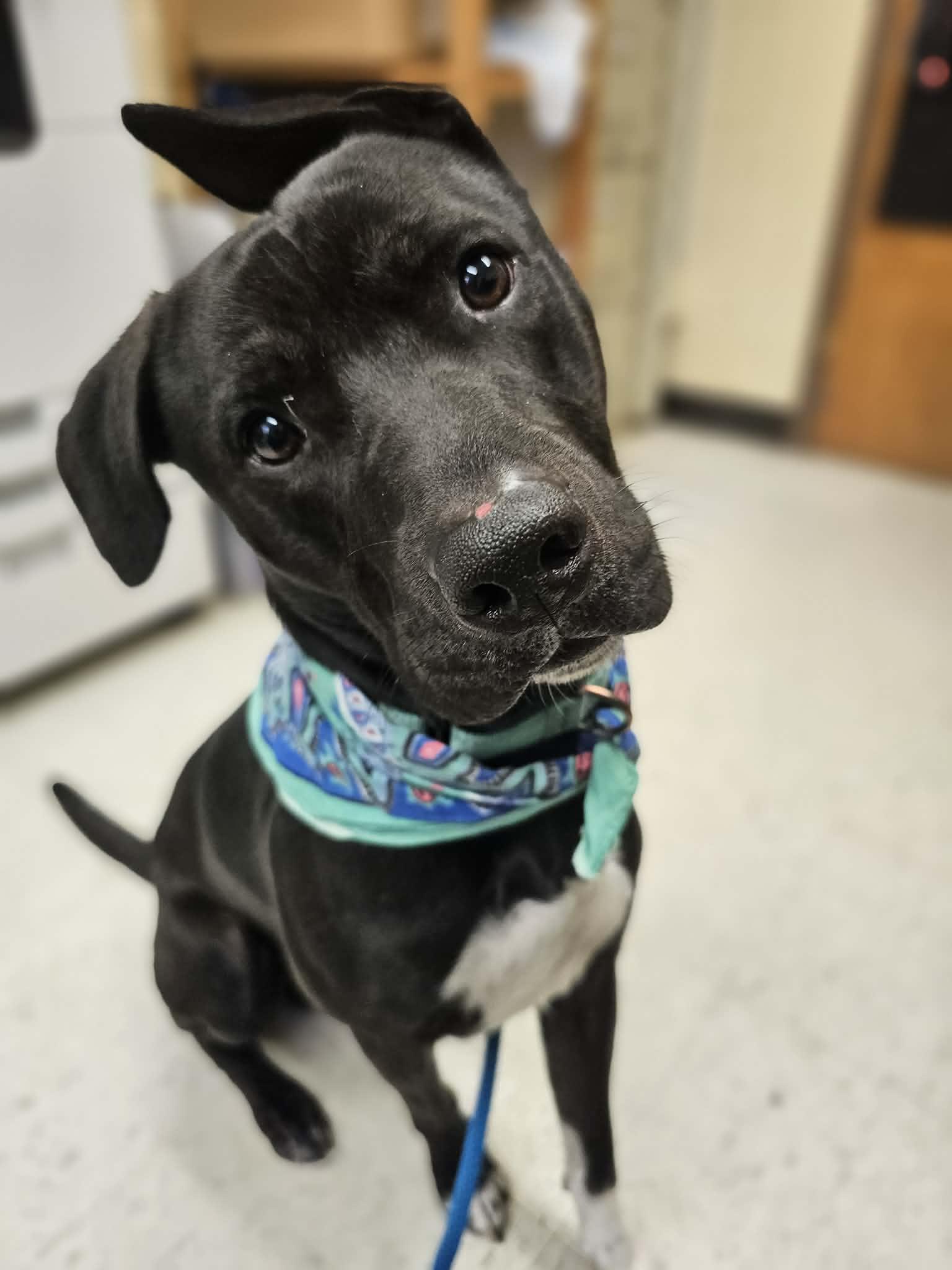 Spork, ADOPTABLE, Adult Male Pit Bull Terrier & Mixed Breed.