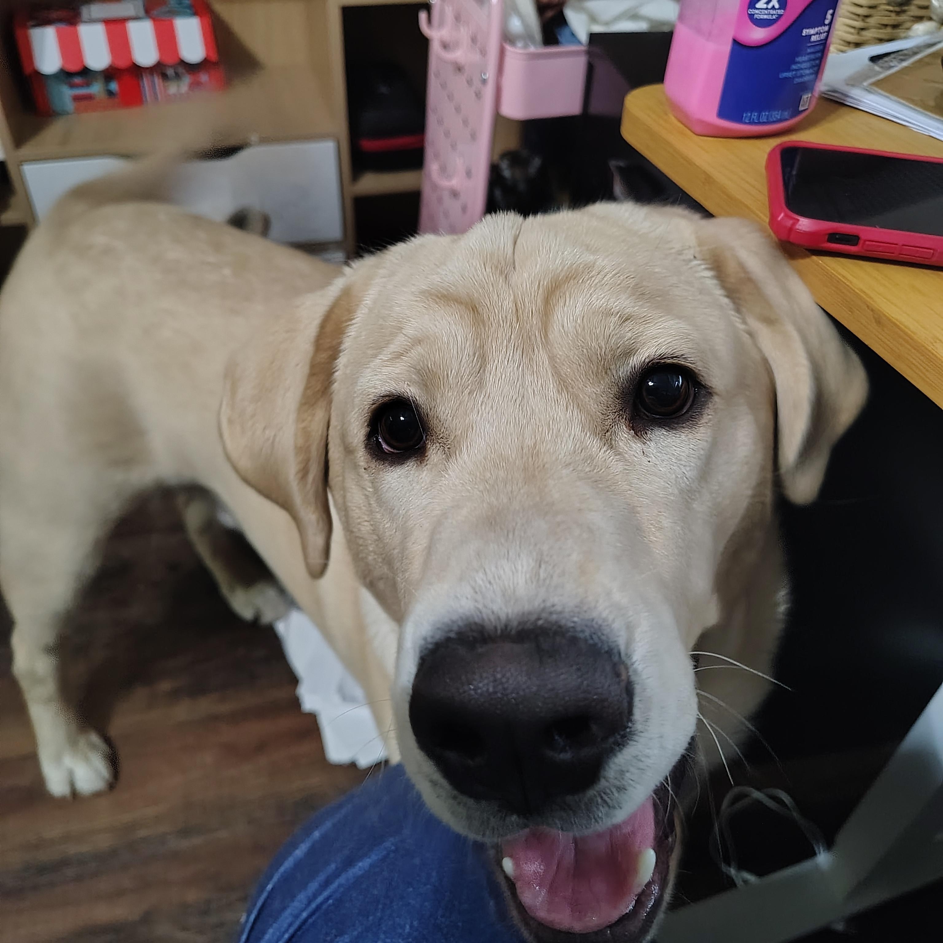 Enlarge Freebie, a ADOPTABLE mixed breed in Statesboro, GA image 2/2