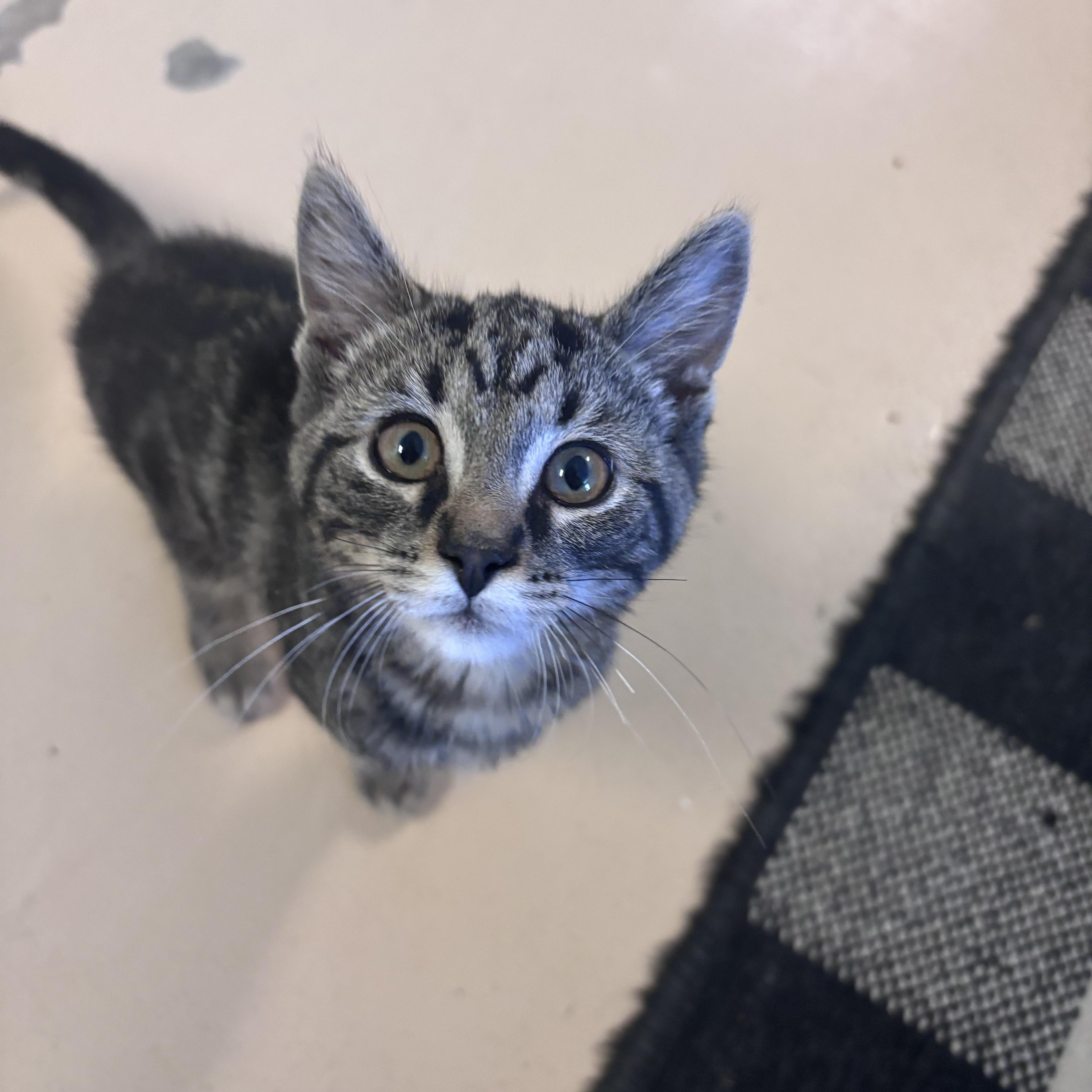 Enlarge Zuko, a ADOPTABLE Domestic Short Hair in Franklin, IN image 1/1