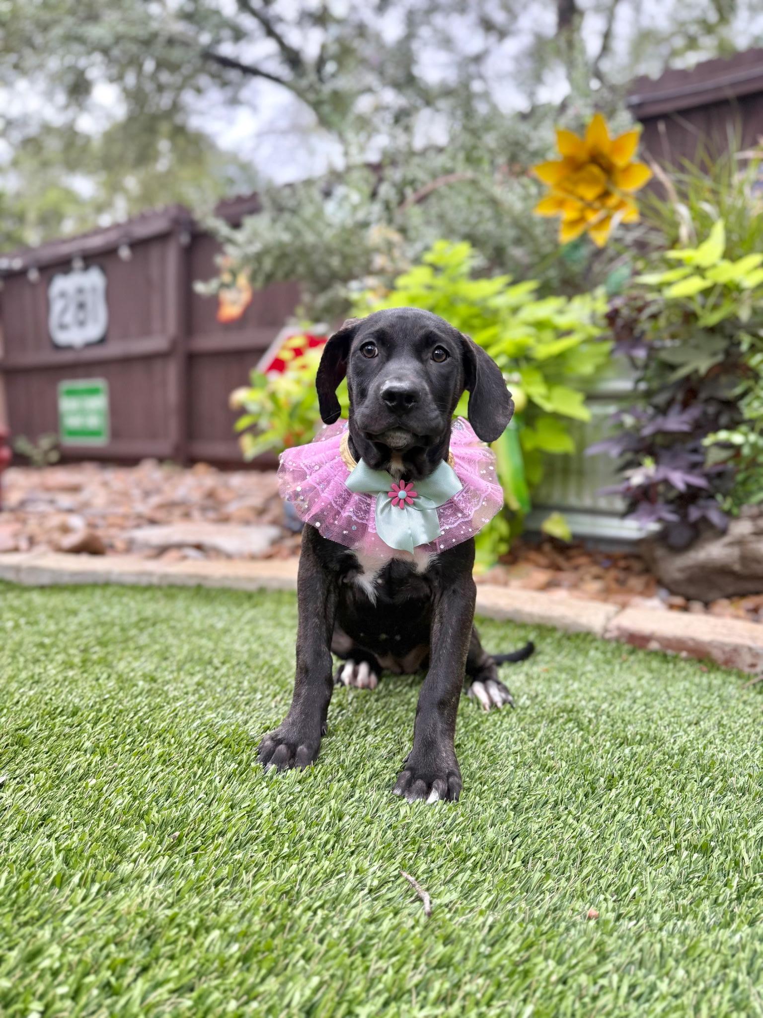 Enlarge May, a Adoptable mixed breed in West Islip, NY image 3/5