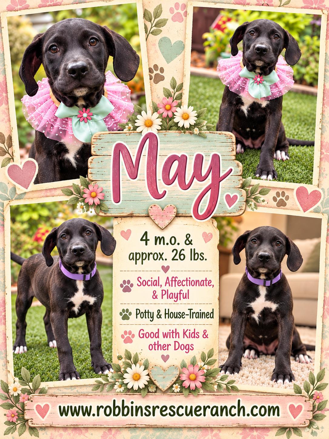 May, Adoptable, Young Female Labrador Retriever.