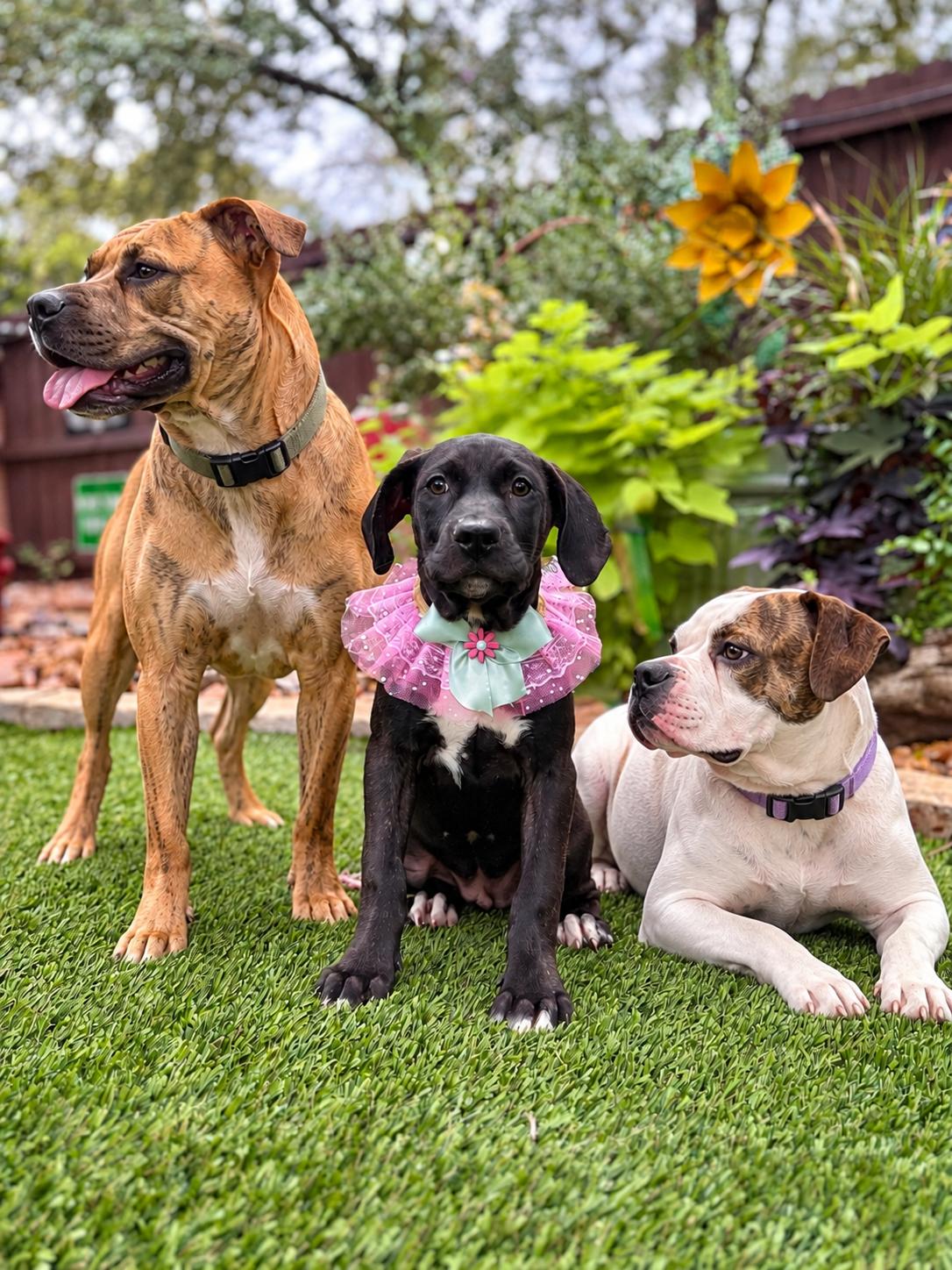 Enlarge May, a Adoptable mixed breed in West Islip, NY image 2/5