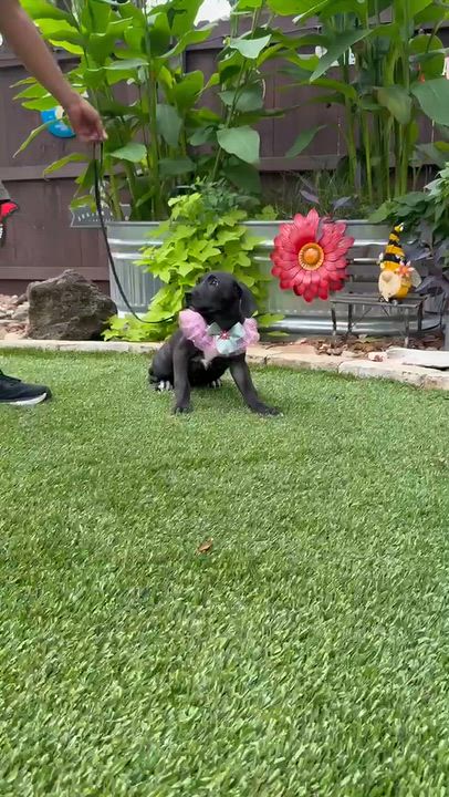 Enlarge May, a Adoptable mixed breed in West Islip, NY video 5/5