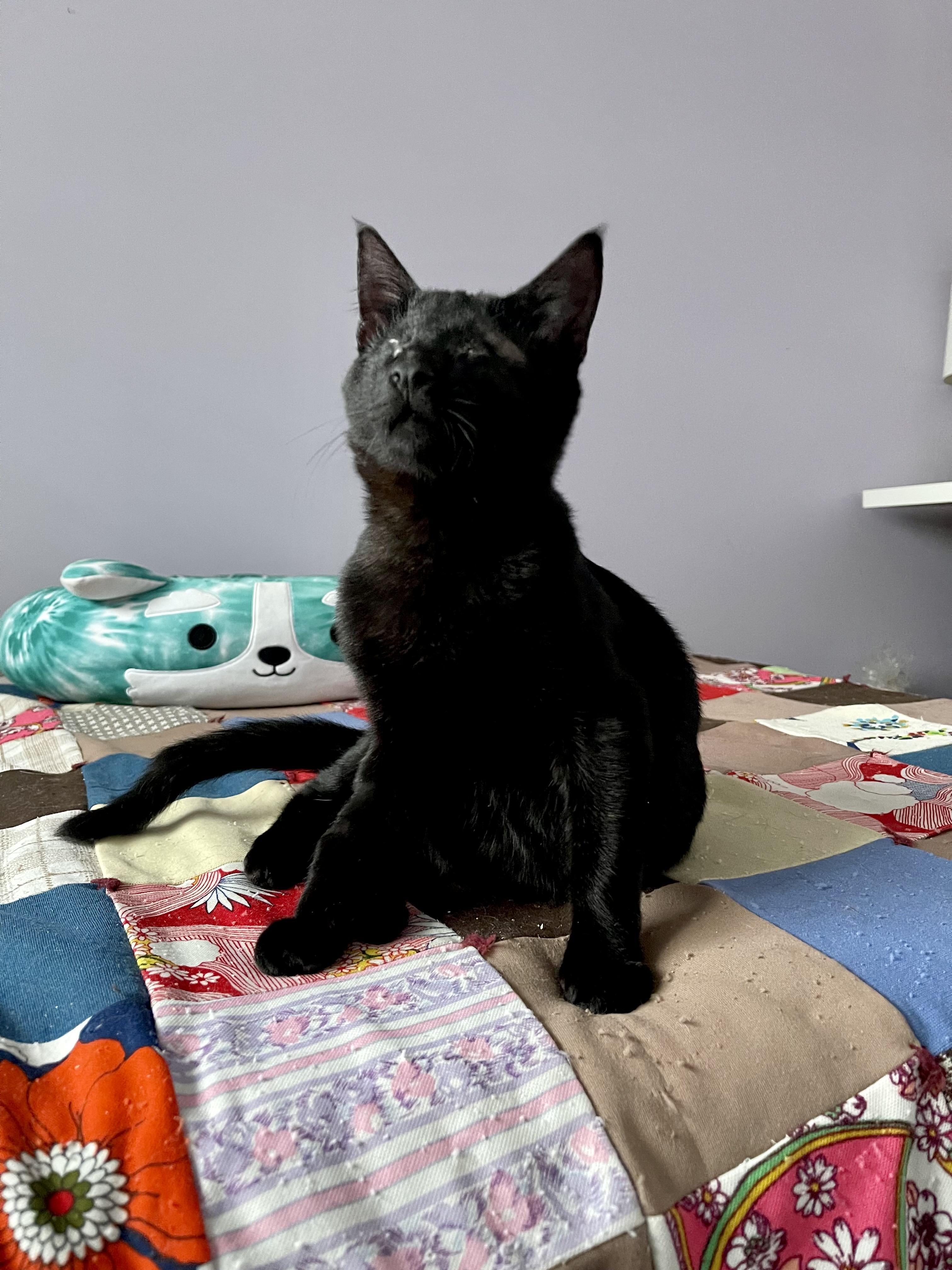 Samara, Young Male Domestic Short Hair