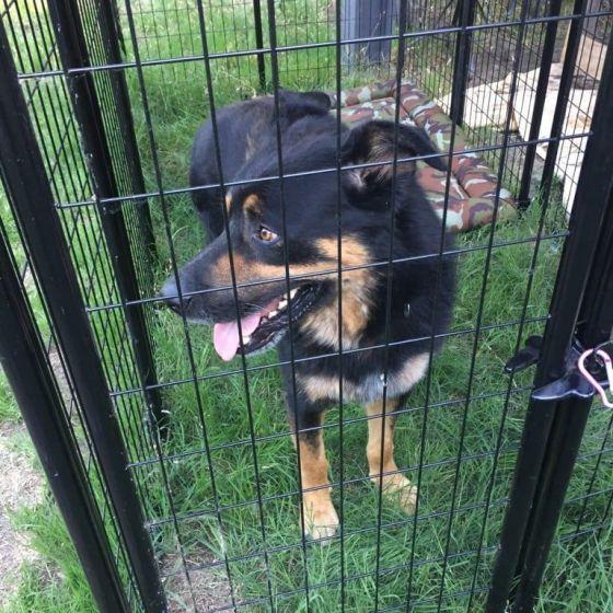 Ace-FOSTER NEEDED, a Adoptable mixed breed in Seattle, WA image 1/4