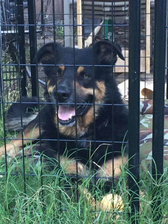 Ace-FOSTER NEEDED, a Adoptable mixed breed in Seattle, WA image 3/4