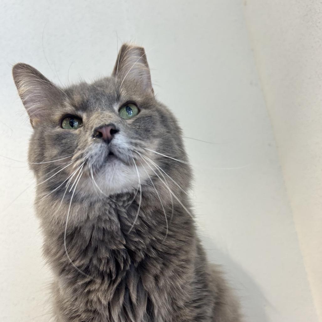 Jasper, a Adoptable Domestic Long Hair in Park City, UT image 1/3