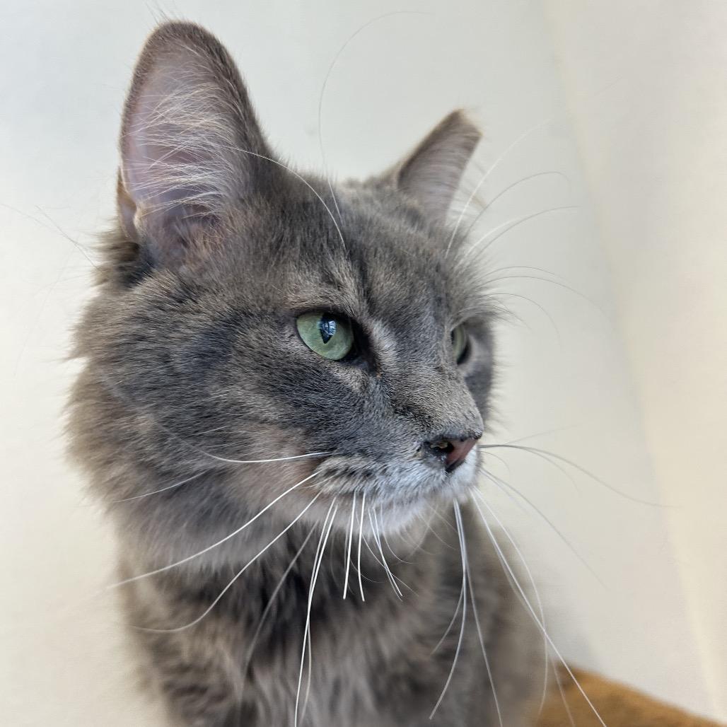 Jasper, a Adoptable Domestic Long Hair in Park City, UT image 2/3