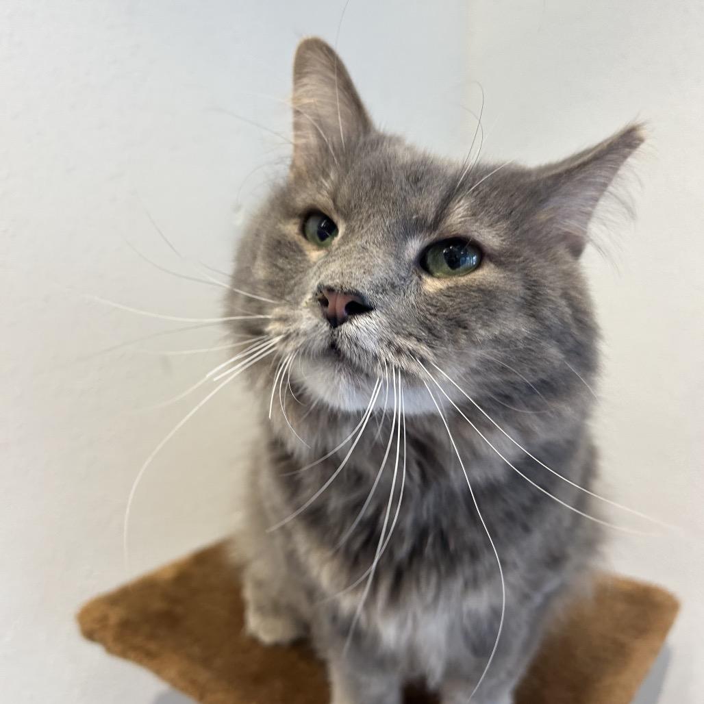 Jasper, a Adoptable Domestic Long Hair in Park City, UT image 3/3
