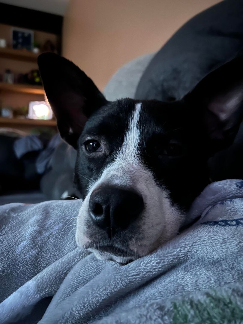 Indy, Adoptable, Young Female Pit Bull Terrier.