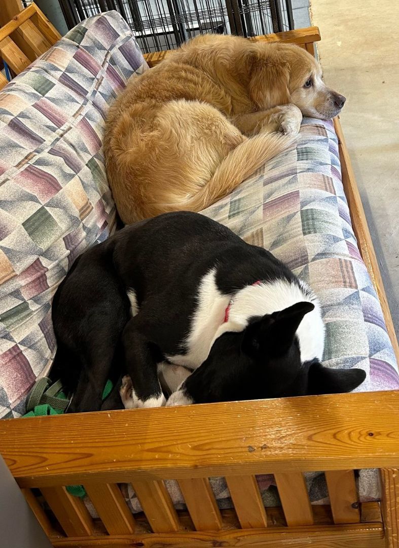 Enlarge Indy, a Adoptable mixed breed in Souderton, PA image 2/4