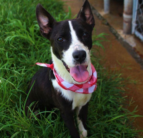 Enlarge Indy, a Adoptable mixed breed in Souderton, PA image 3/4
