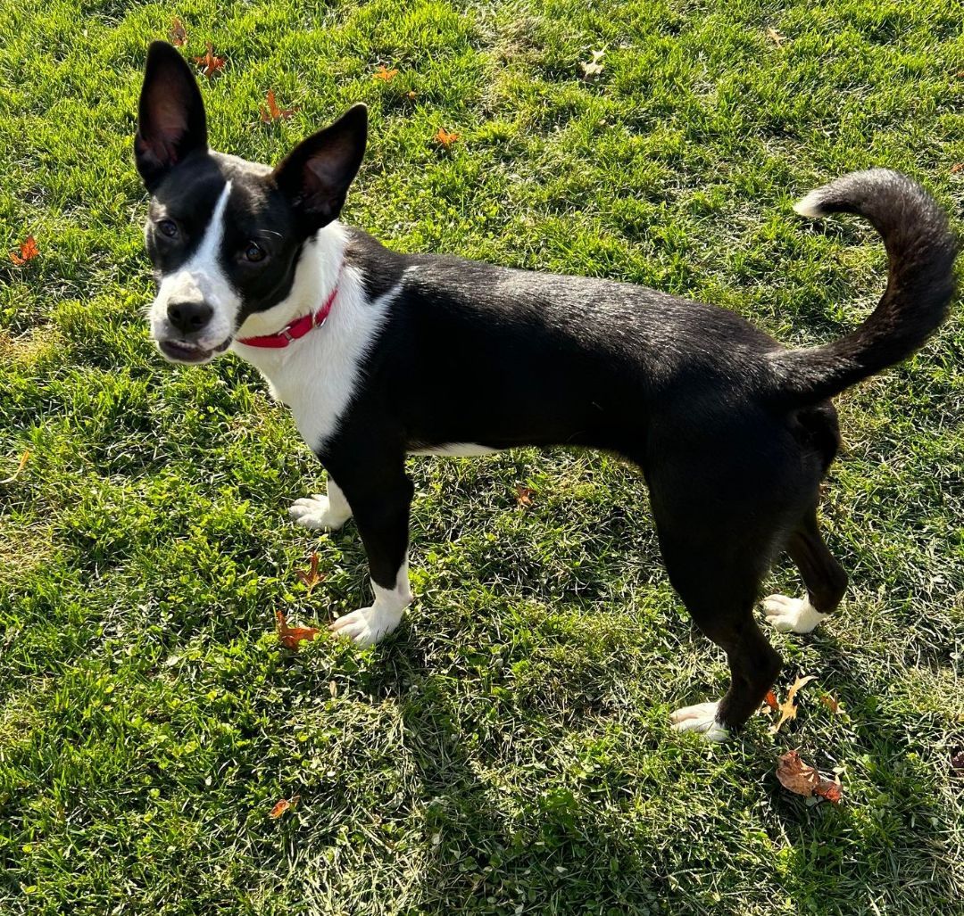 Enlarge Indy, a Adoptable mixed breed in Souderton, PA image 4/4