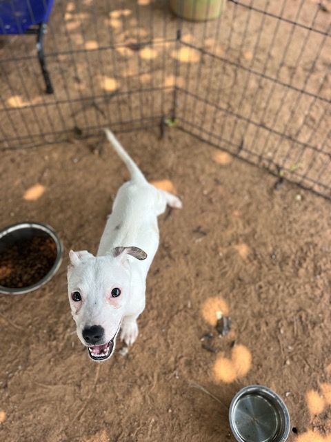 Casper , Adoptable, Puppy Male Terrier.