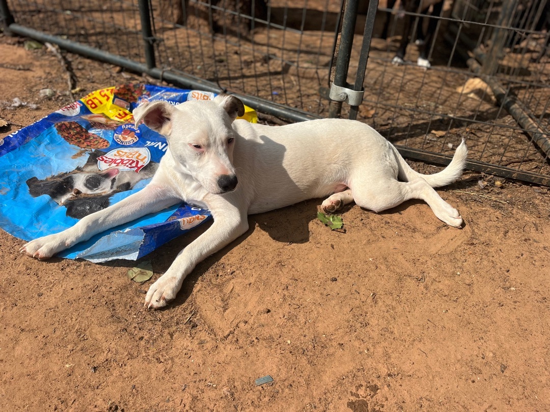 Casper , a Adoptable mixed breed in Paradise, TX image 2/3