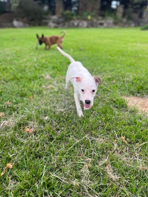 Casper , a Adoptable mixed breed in Paradise, TX image 3/3