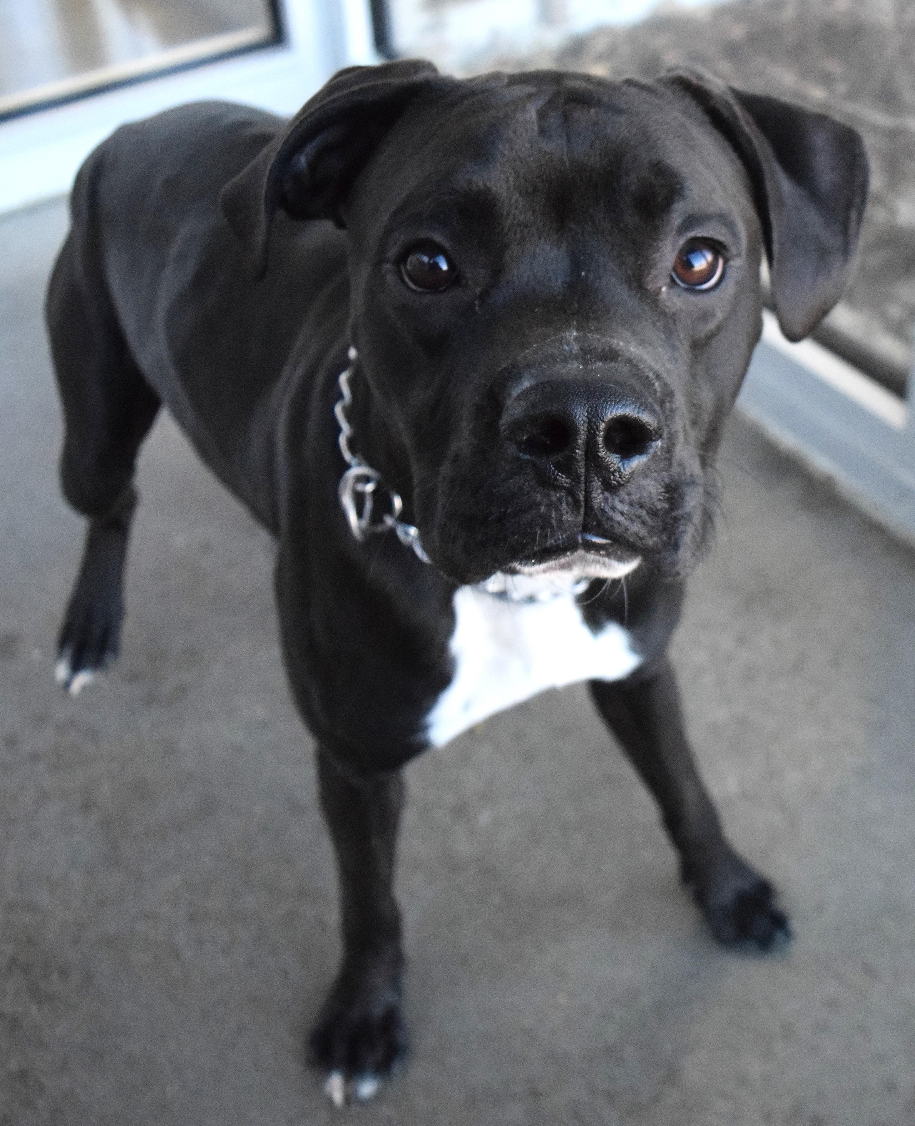 #21877, ADOPTABLE, Adult Female Pit Bull Terrier.