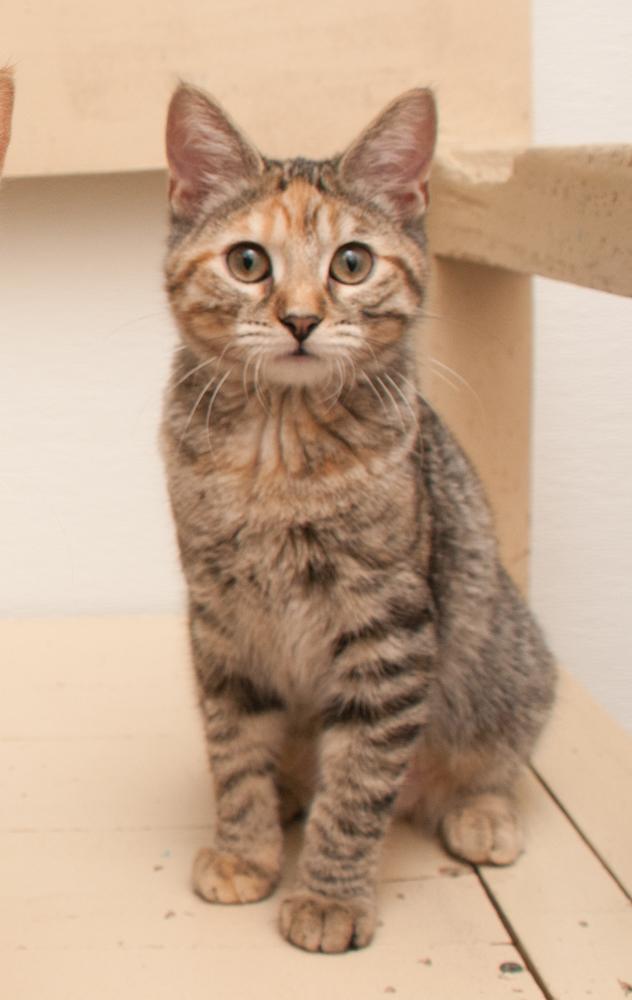 Meadow (gets adopted with Daffodil), a Adoptable Torbie in Westminster, CO image 4/4