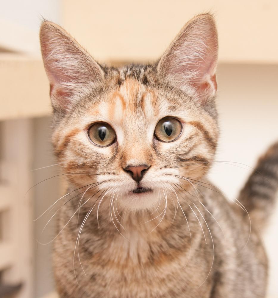 Meadow (gets adopted with Daffodil), a Adoptable Torbie in Westminster, CO image 1/4