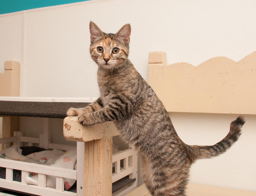 Meadow (gets adopted with Daffodil), a Adoptable Torbie in Westminster, CO image 2/4