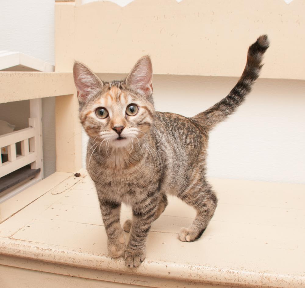 Meadow (gets adopted with Daffodil), a Adoptable Torbie in Westminster, CO image 3/4