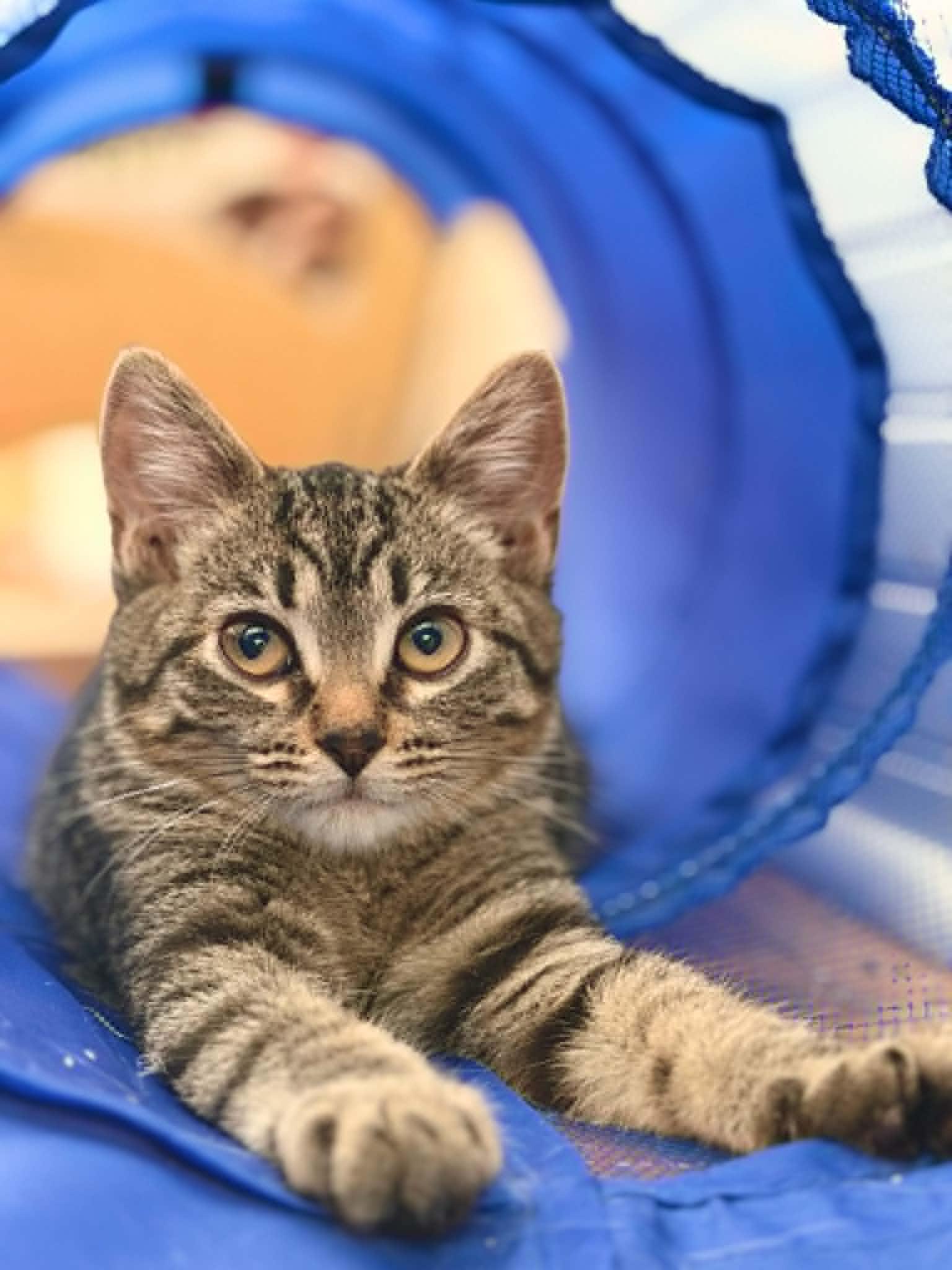 Temperance, Adoptable, Kitten Female Tabby & Domestic Short Hair.