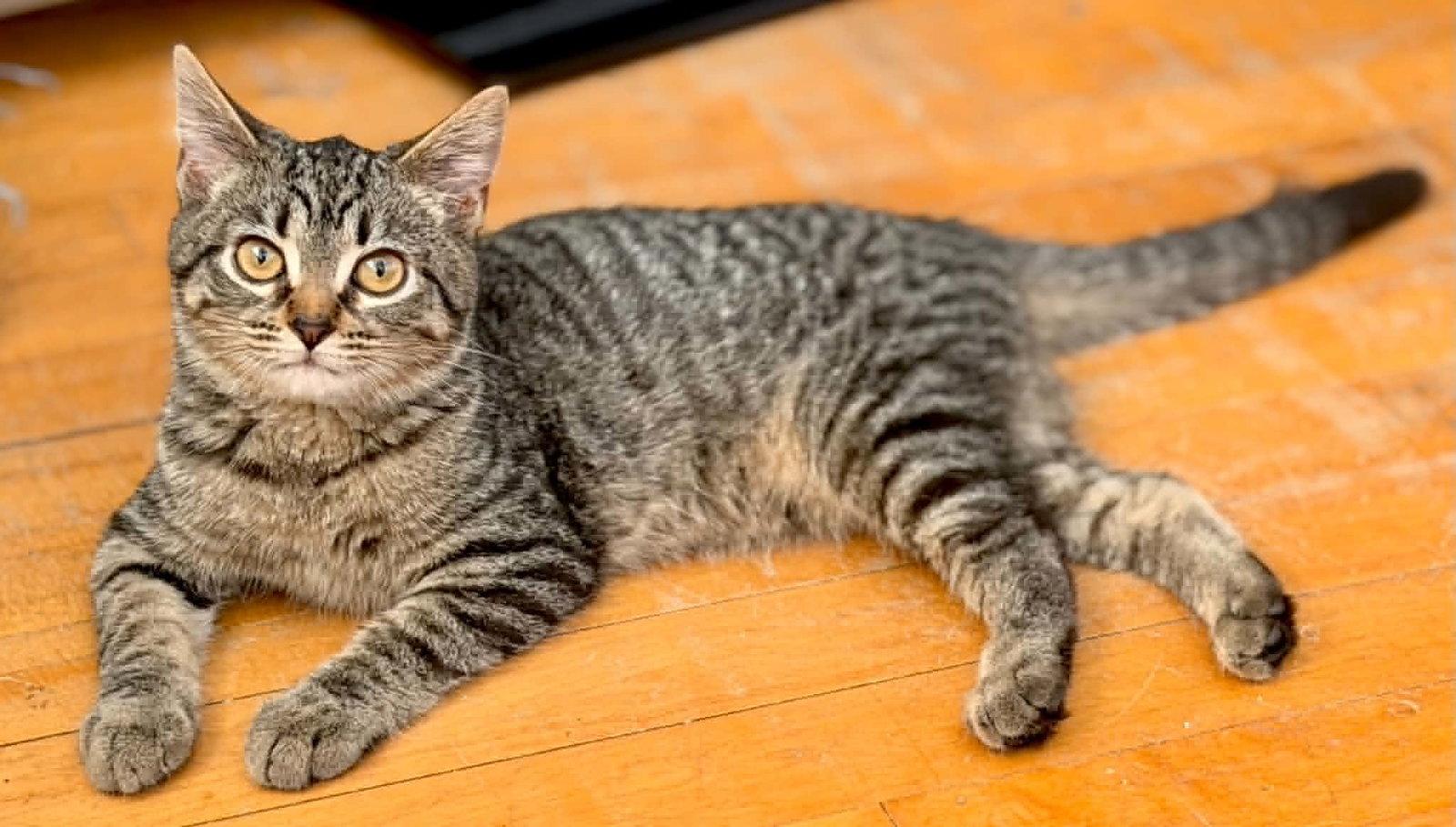 Enlarge Temperance, a Adoptable mixed breed in Mankato, MN image 2/3