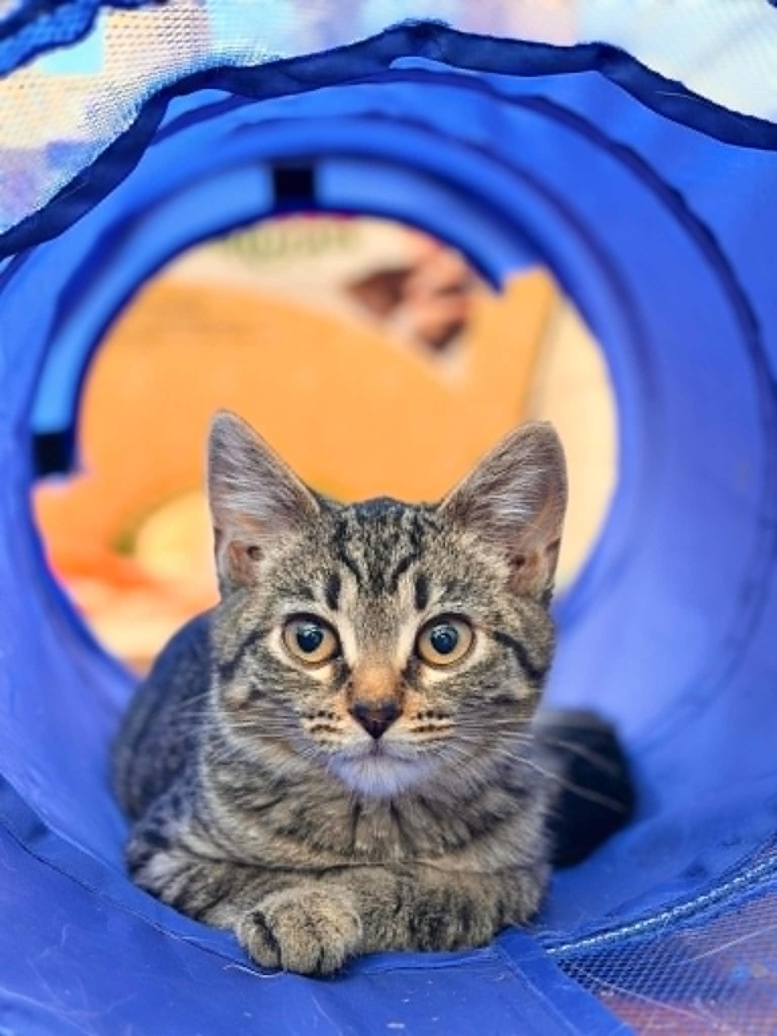 Enlarge Temperance, a Adoptable mixed breed in Mankato, MN image 3/3