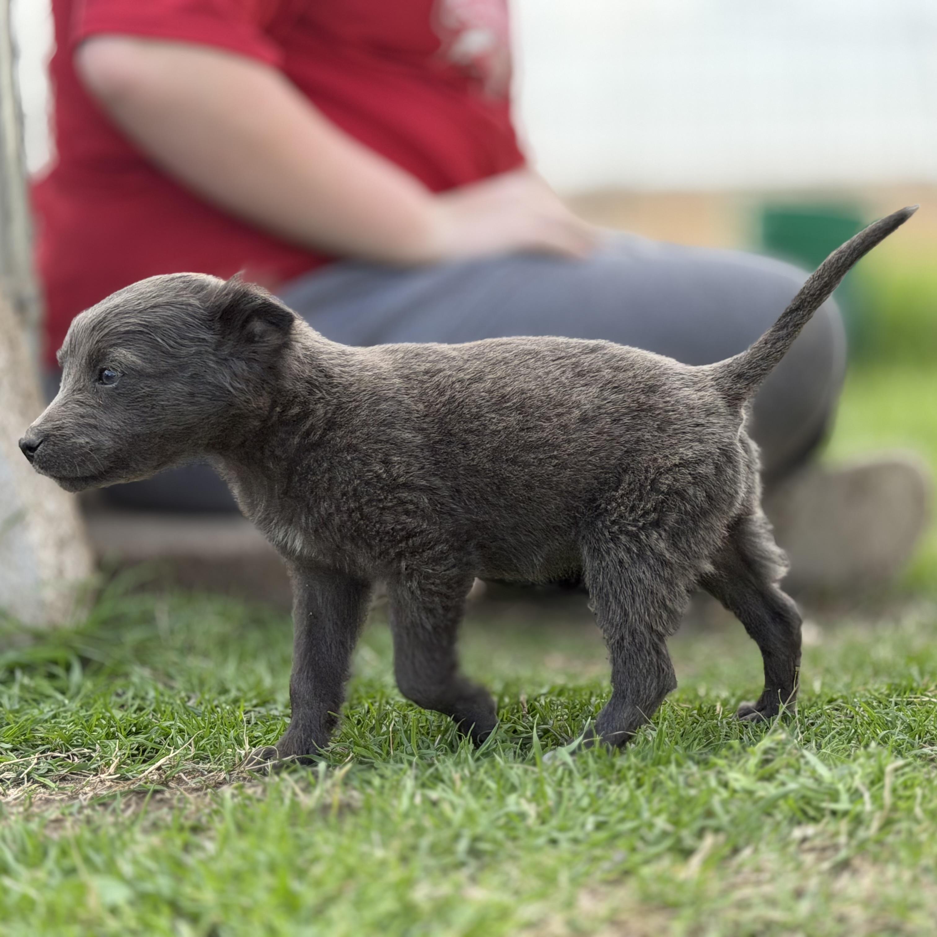 Pisces — thumbnail 2