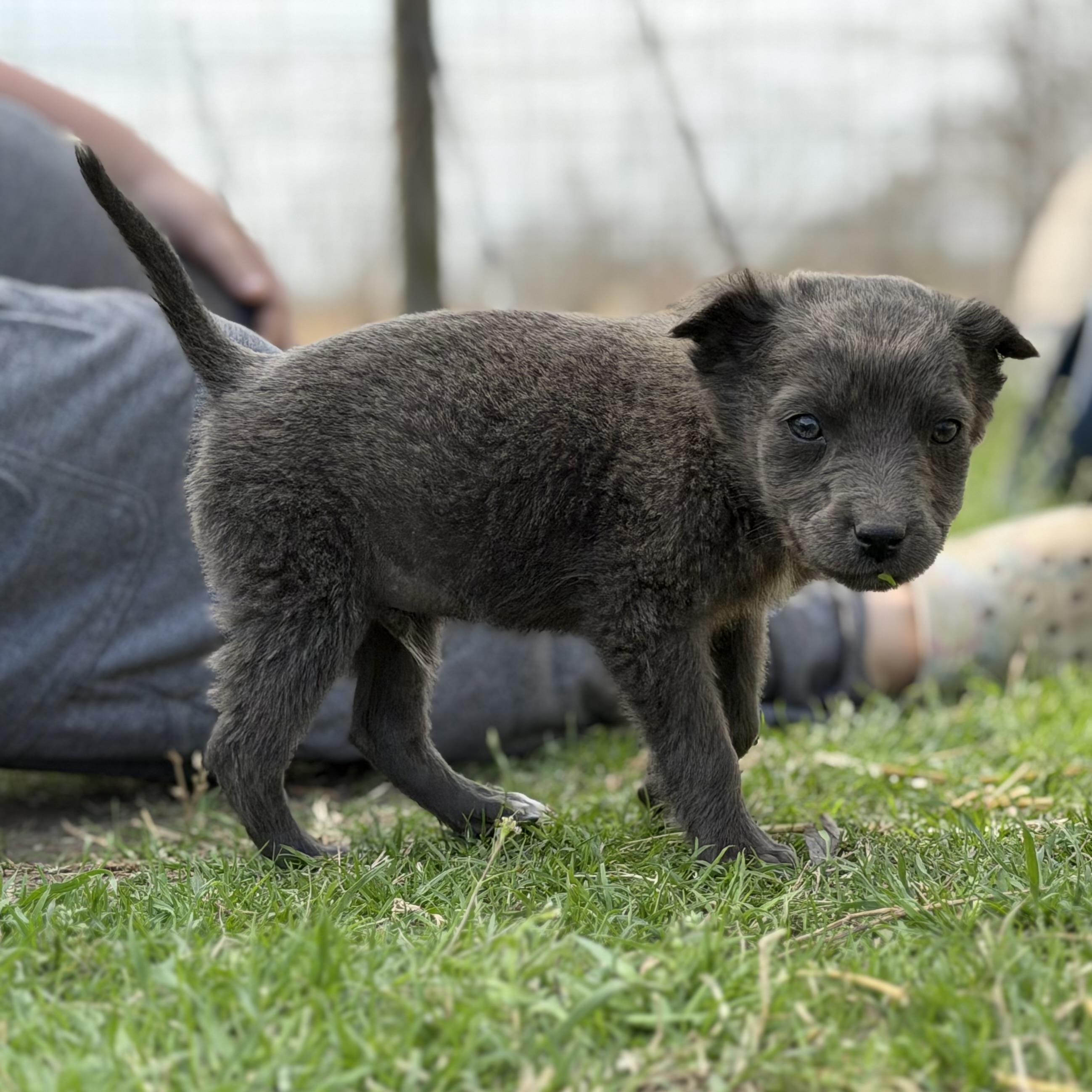 Pisces — thumbnail 5