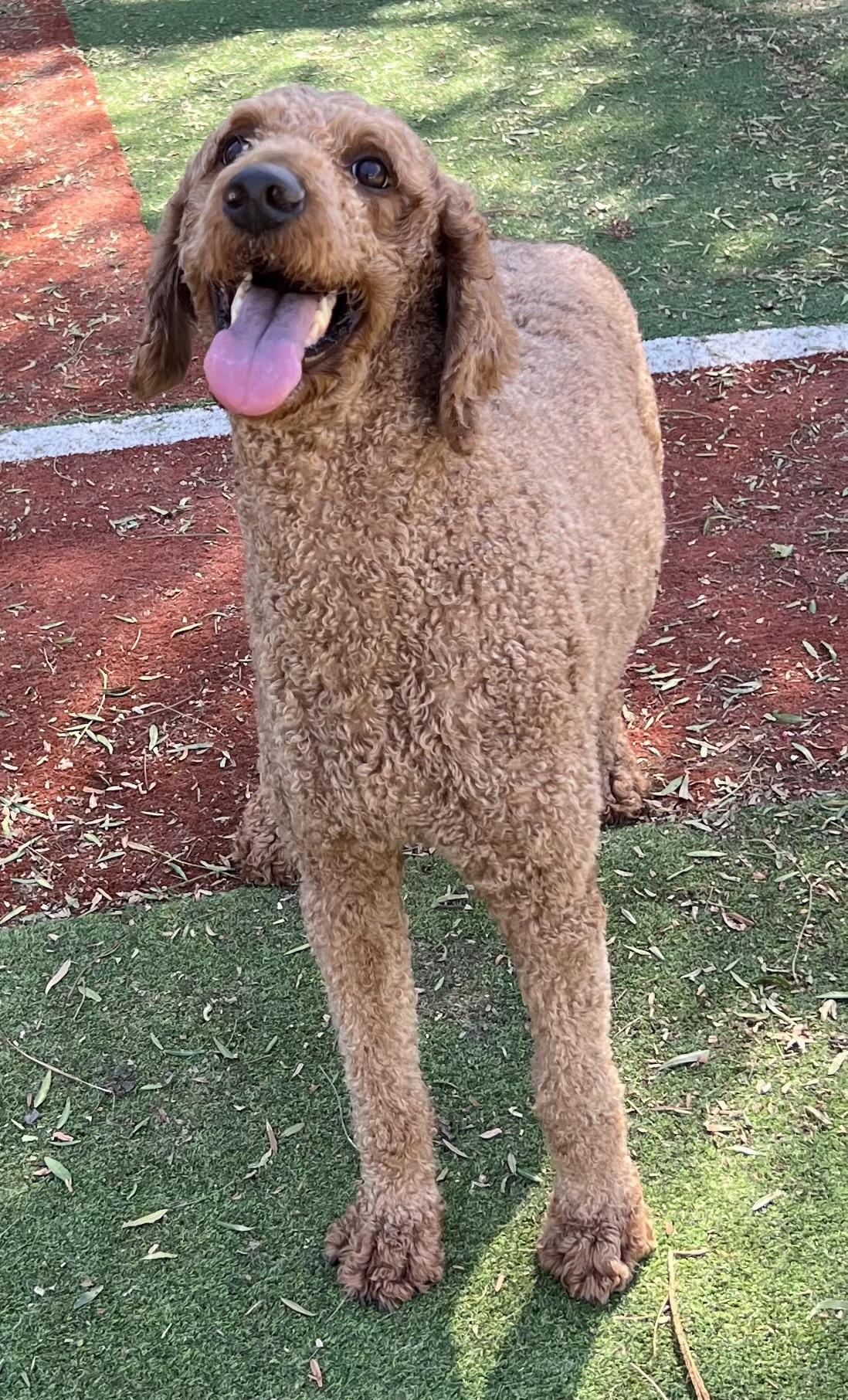 Maggie, Adopted, Young Female Standard Poodle.