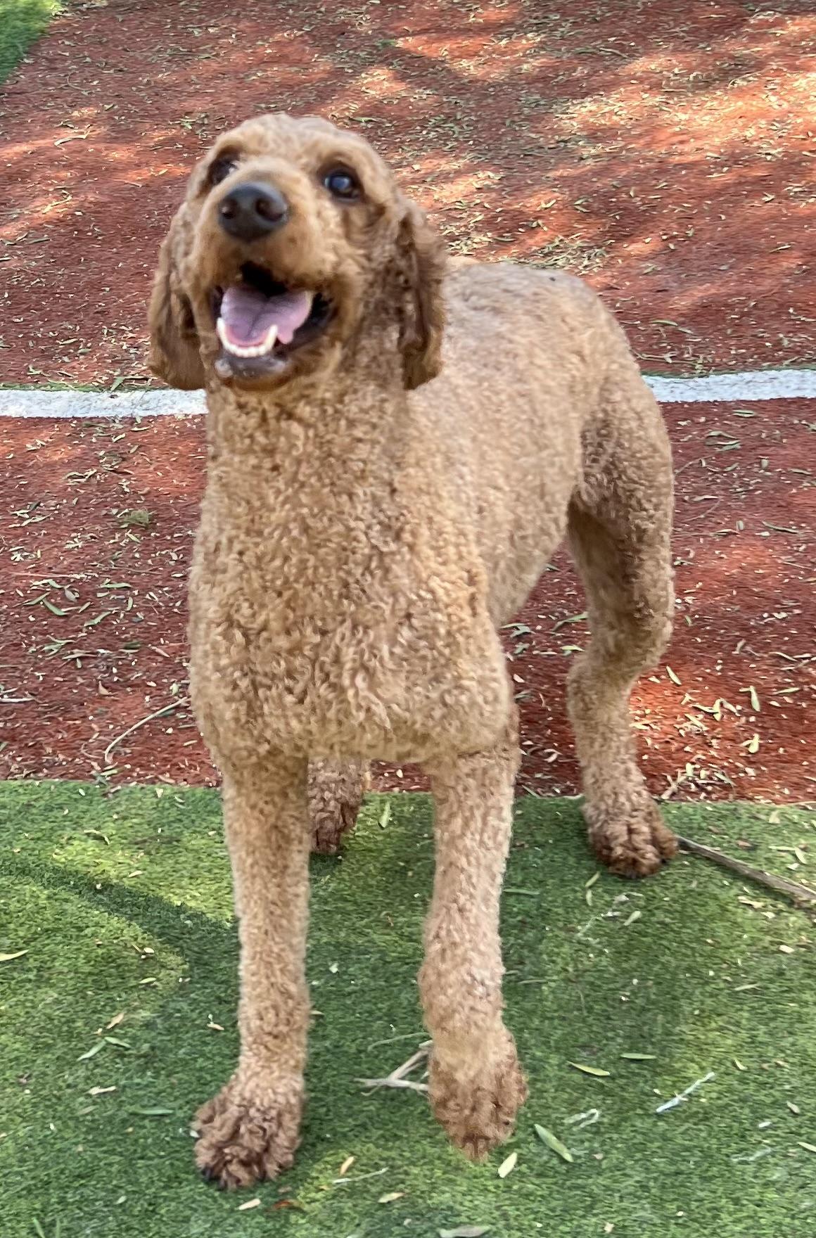 Enlarge Maggie, a Adopted Standard Poodle in Carlsbad, CA image 2/6