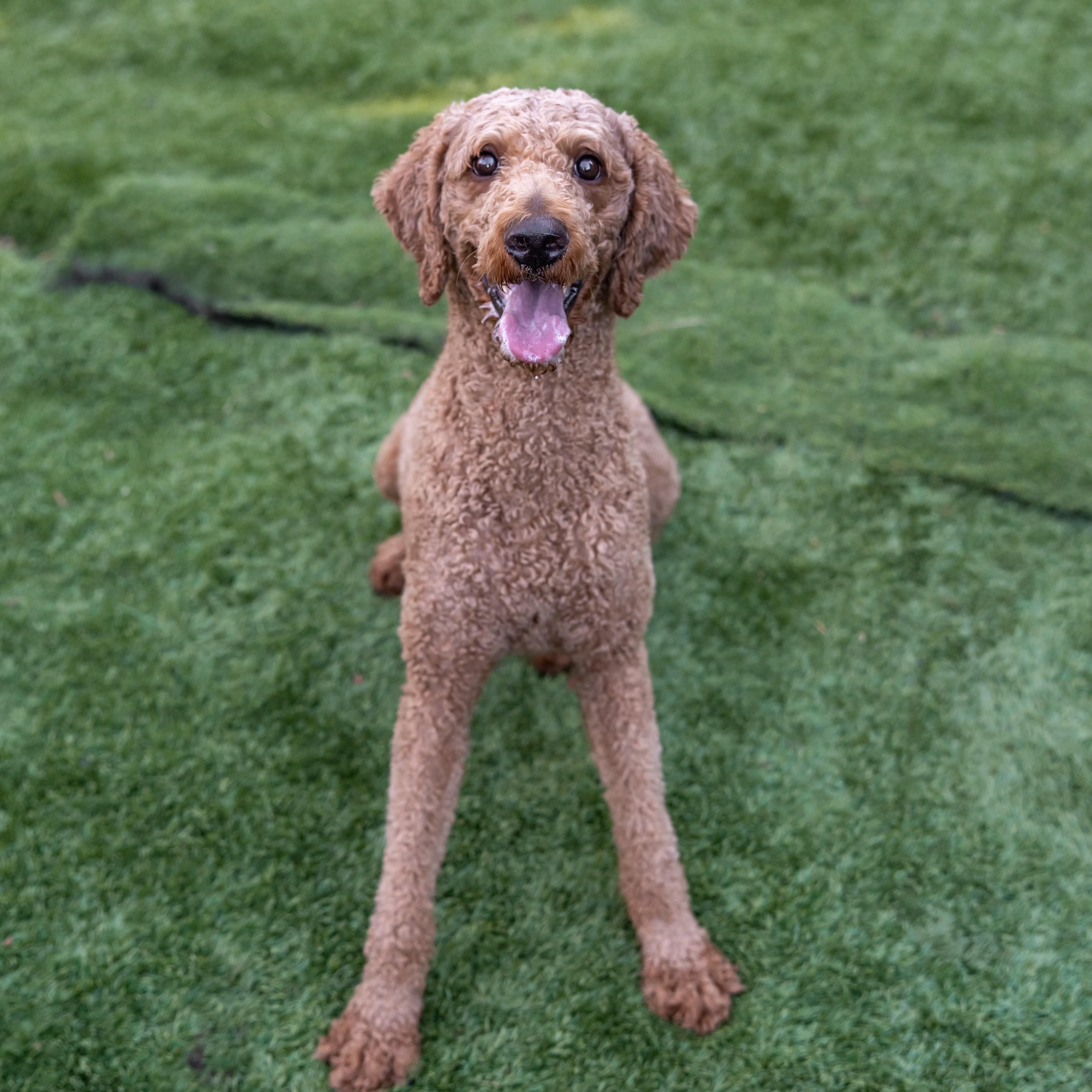 Enlarge Maggie, a Adopted Standard Poodle in Carlsbad, CA image 4/6