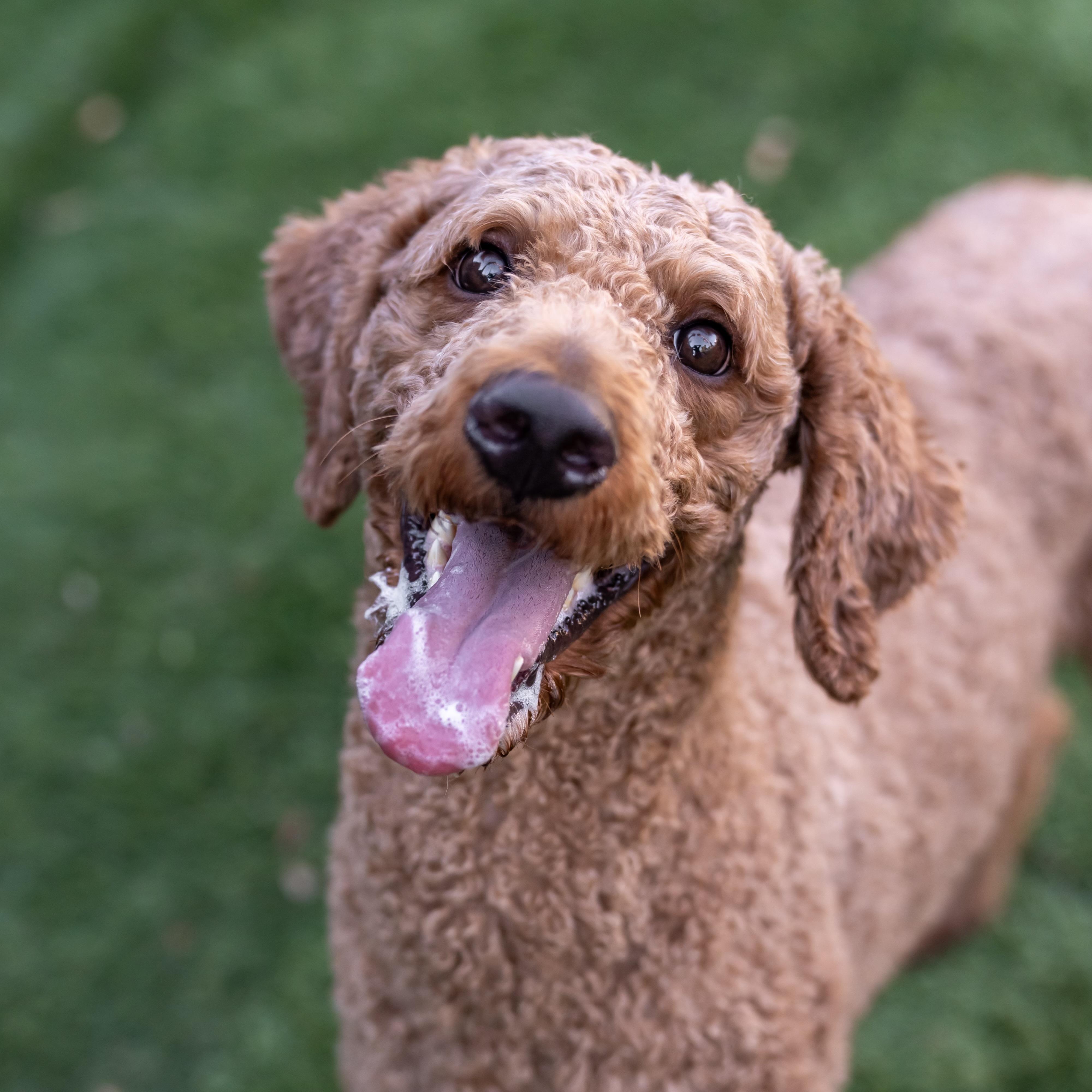 Enlarge Maggie, a Adopted Standard Poodle in Carlsbad, CA image 5/6