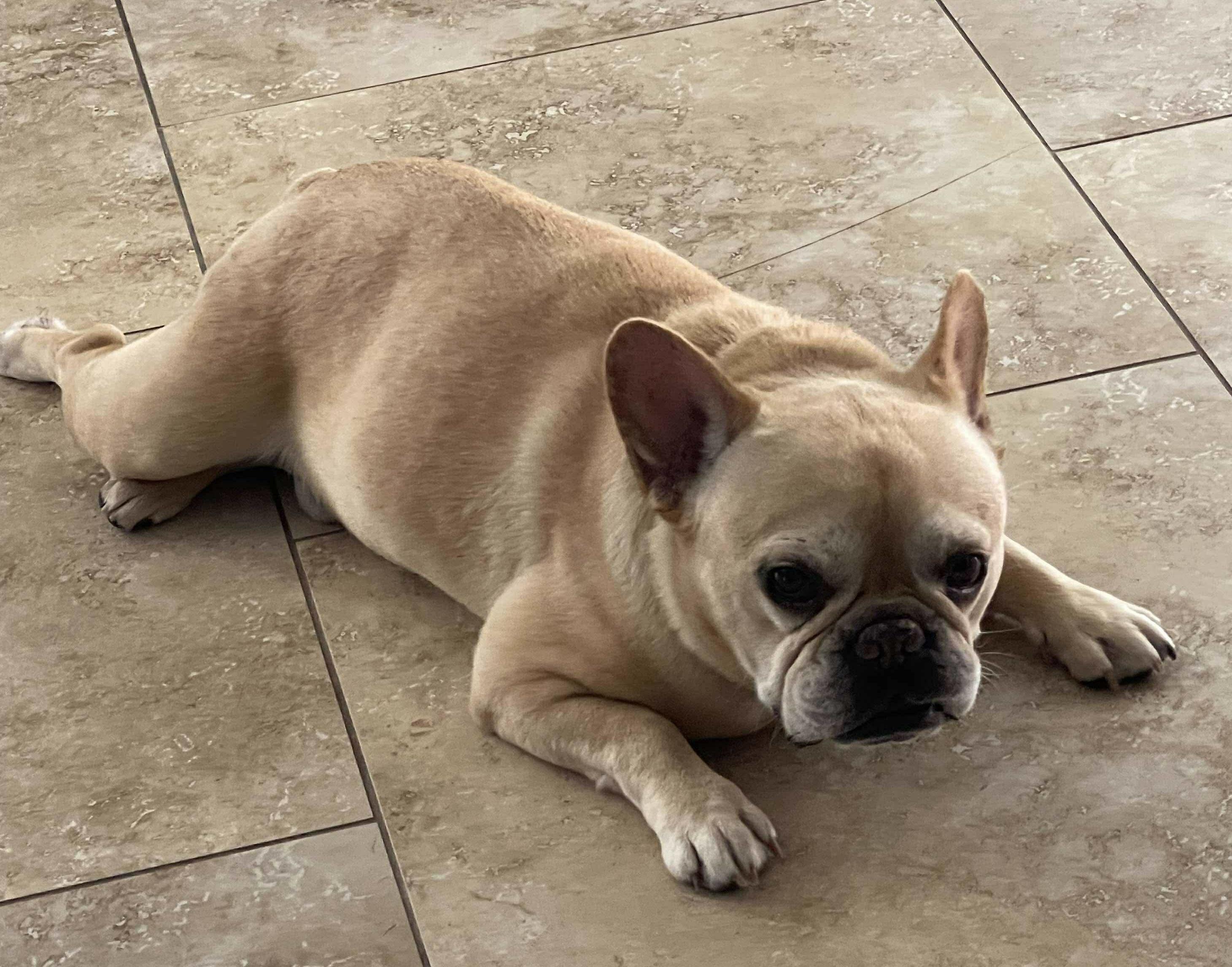 Enlarge Henri , a Adoptable French Bulldog in Tarzana, CA image 3/6