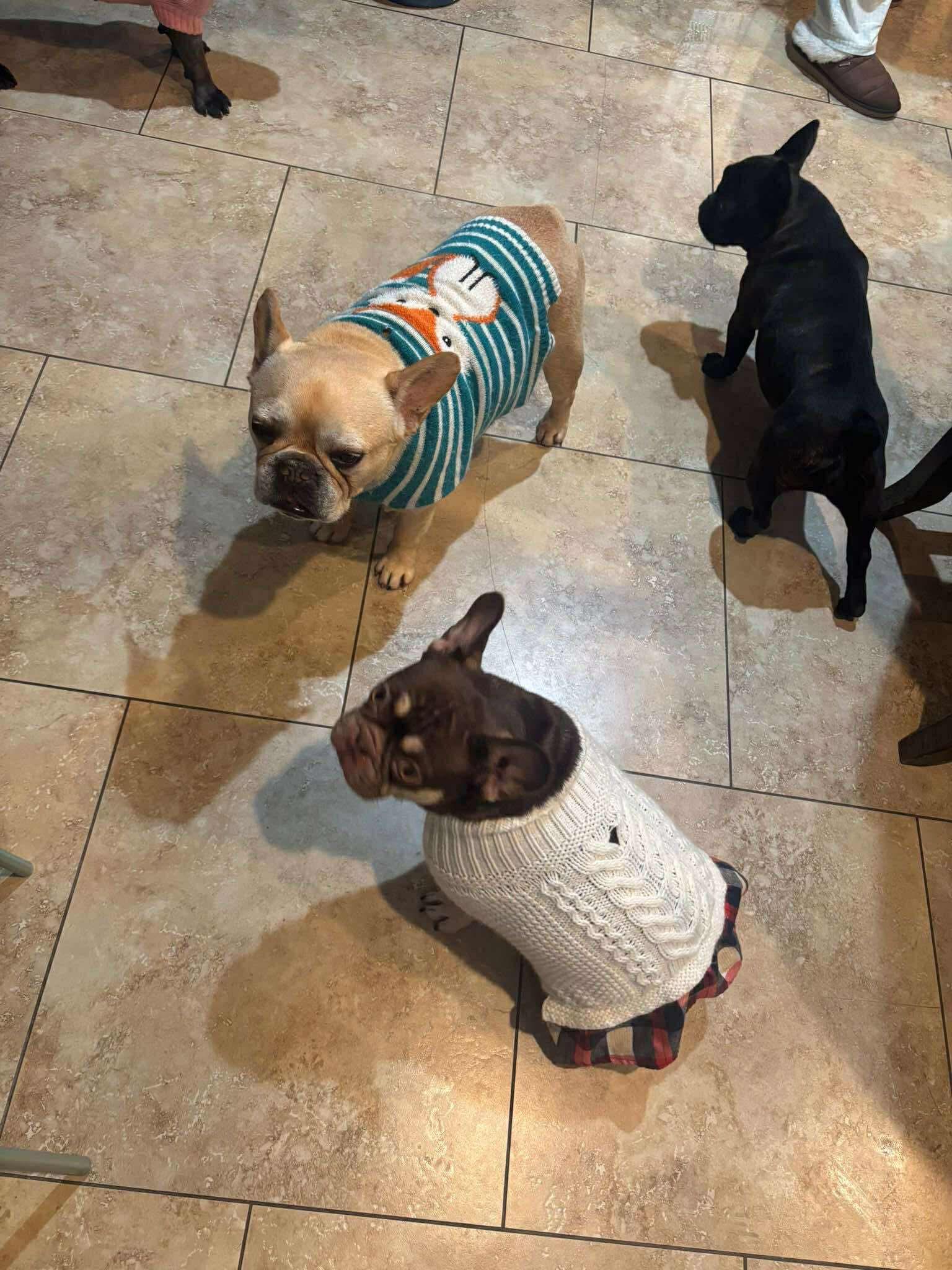 Enlarge Henri , a Adoptable French Bulldog in Tarzana, CA image 6/6