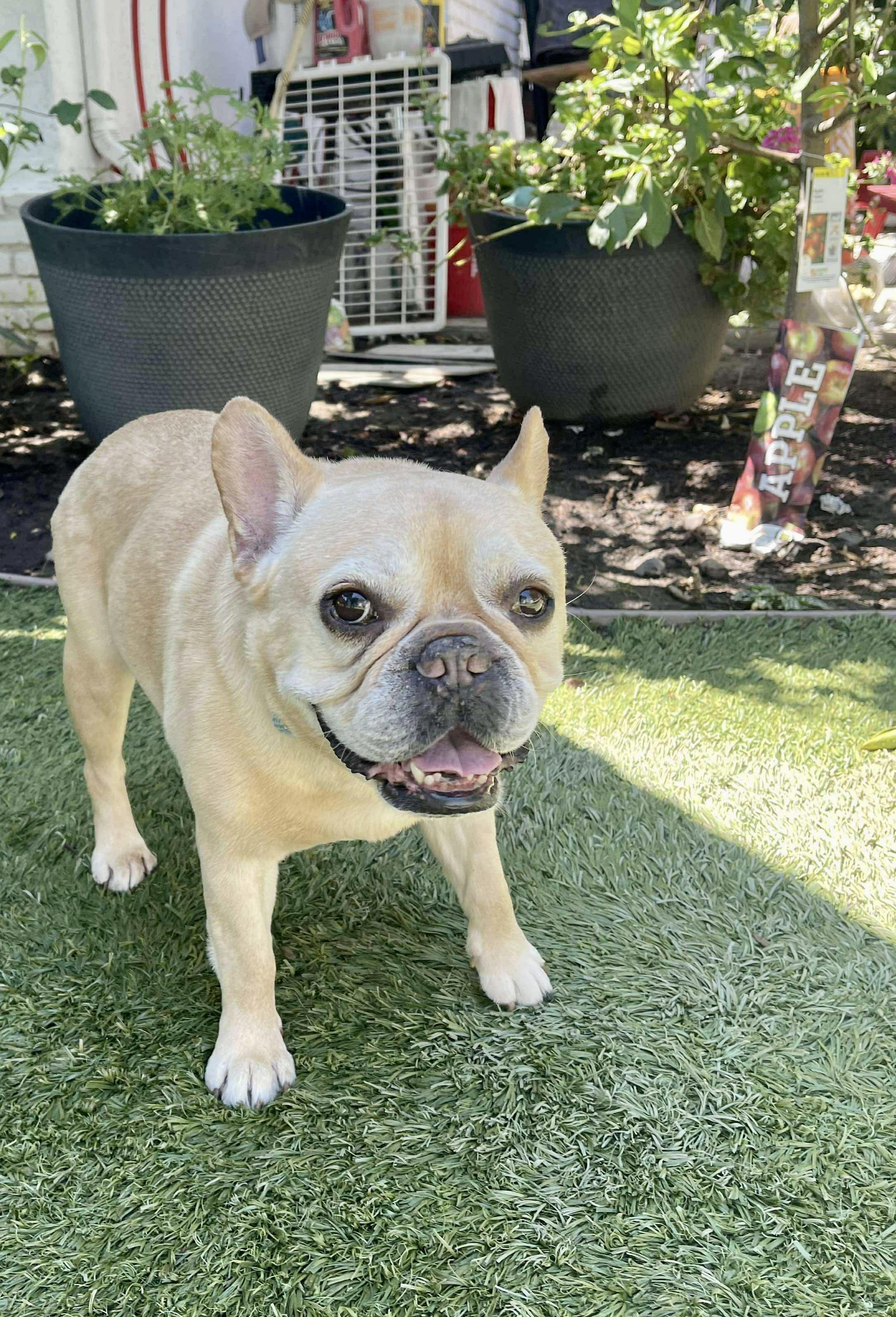 Enlarge Henri , a Adoptable French Bulldog in Tarzana, CA image 2/6