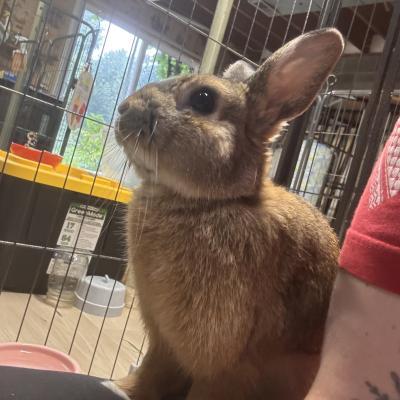 Soarin, Adoptable, Young Male Dutch & Bunny Rabbit.