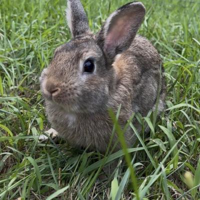 Enlarge Soarin, a Adoptable mixed breed in Kalamazoo, MI image 2/5