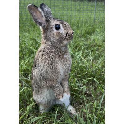 Enlarge Soarin, a Adoptable mixed breed in Kalamazoo, MI image 3/5