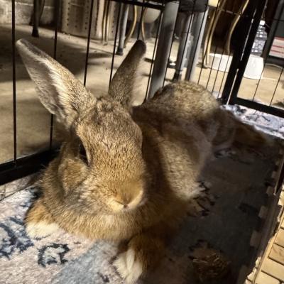 Enlarge Soarin, a Adoptable mixed breed in Kalamazoo, MI image 4/5